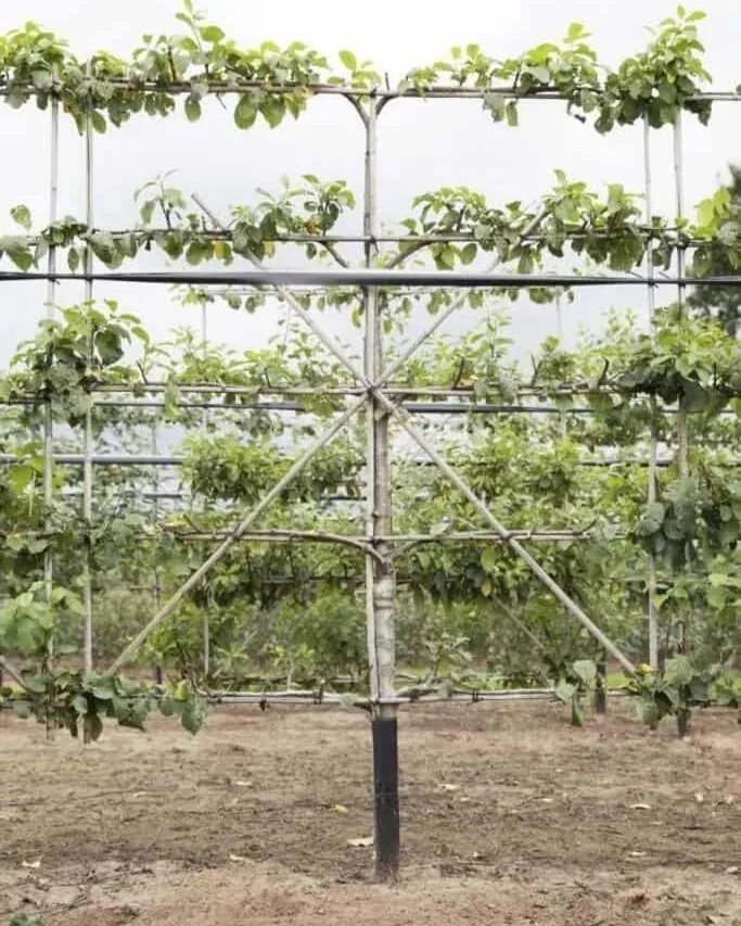 LEIFRUIT - PRUIM - 90€