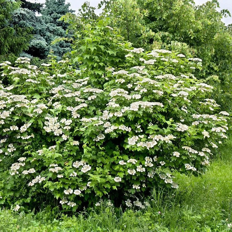 GELDERSE ROOS - 15€