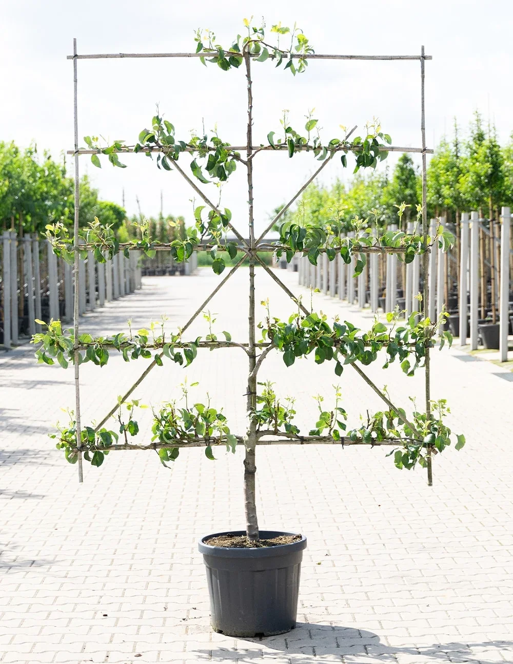 LEIFRUIT - PEER - 90€