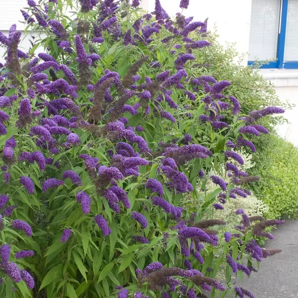 vlinderstruik paars - 18€