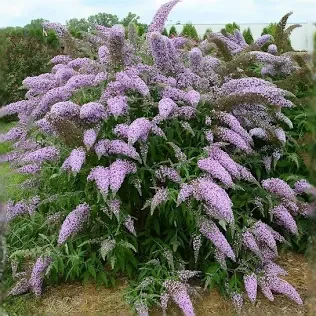 VLINDERSTRUIK - LILA 