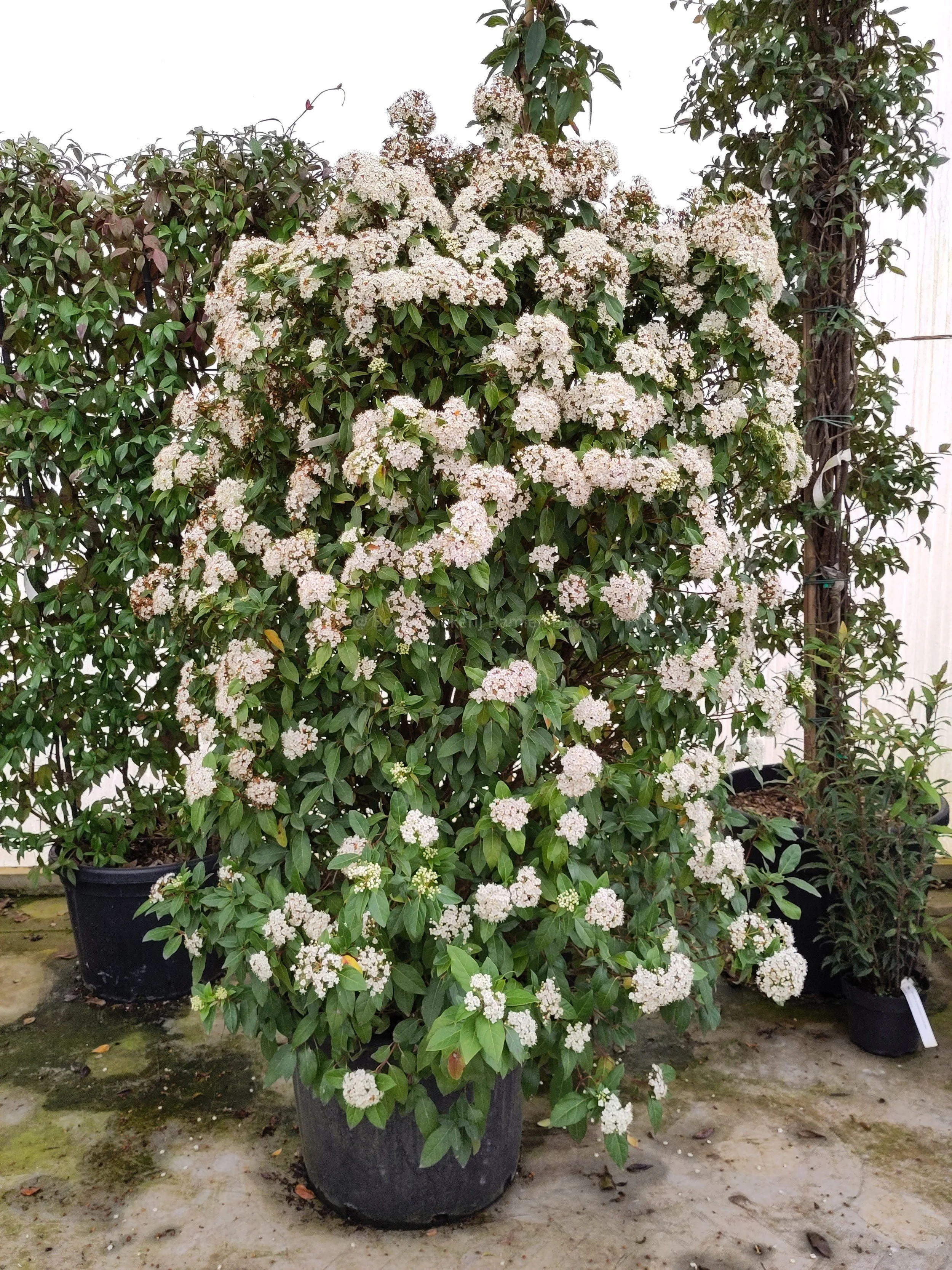 VIBURNUM TINUS - 20€