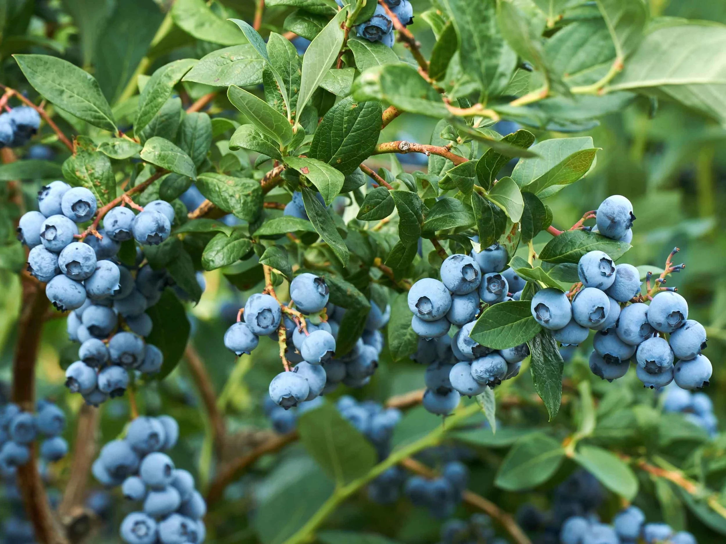 JAPANSE WIJNBES - 18€