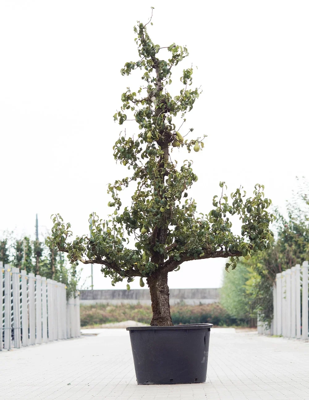 BONNE LOUISE D'AVRANCHES (PEER) - 260€