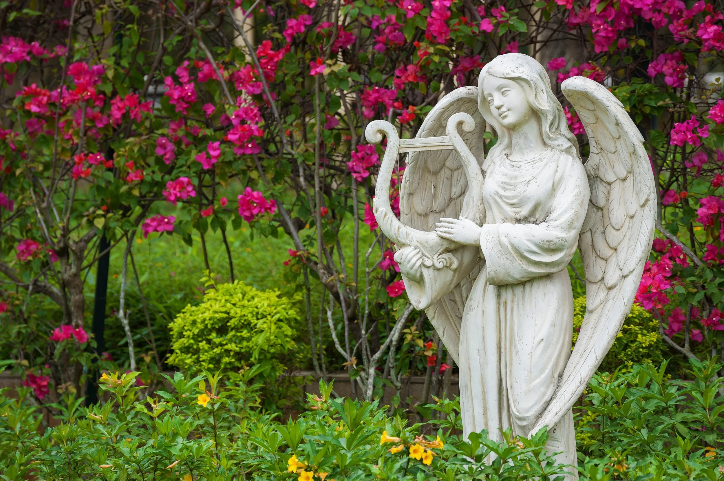 White angel statue playing a harp surrounded by pink, yellow, and green plants in a garden.