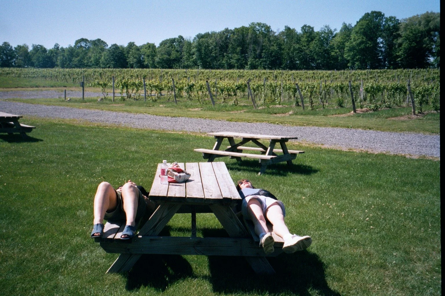Two people lying on a wooden picnic table in a grassy area near a vineyard on a sunny day during a wine tour during Cornell Reunion weekend.