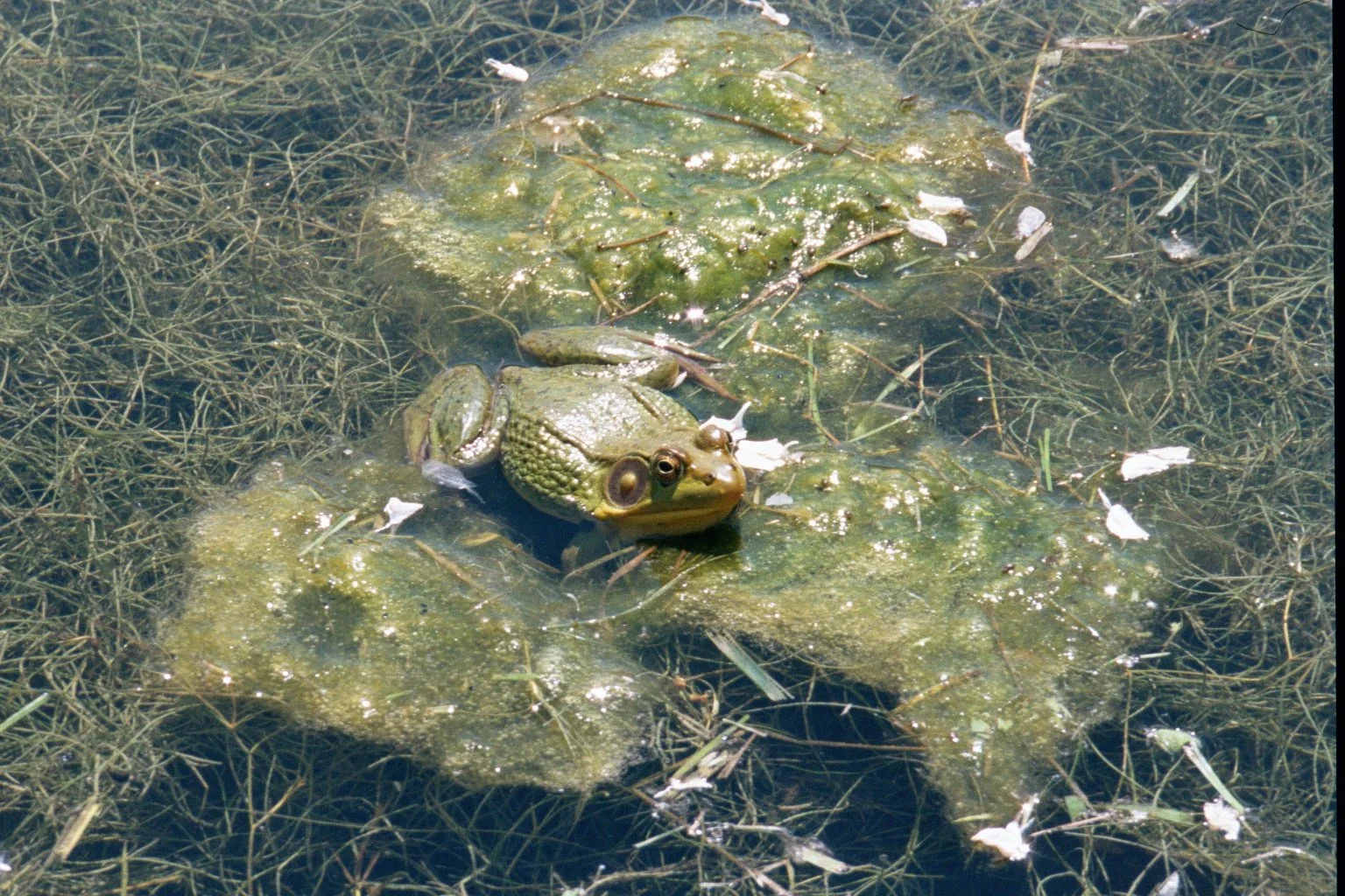 A frog sitting on floating green algae in a pond with underwater plants and small white flowers.