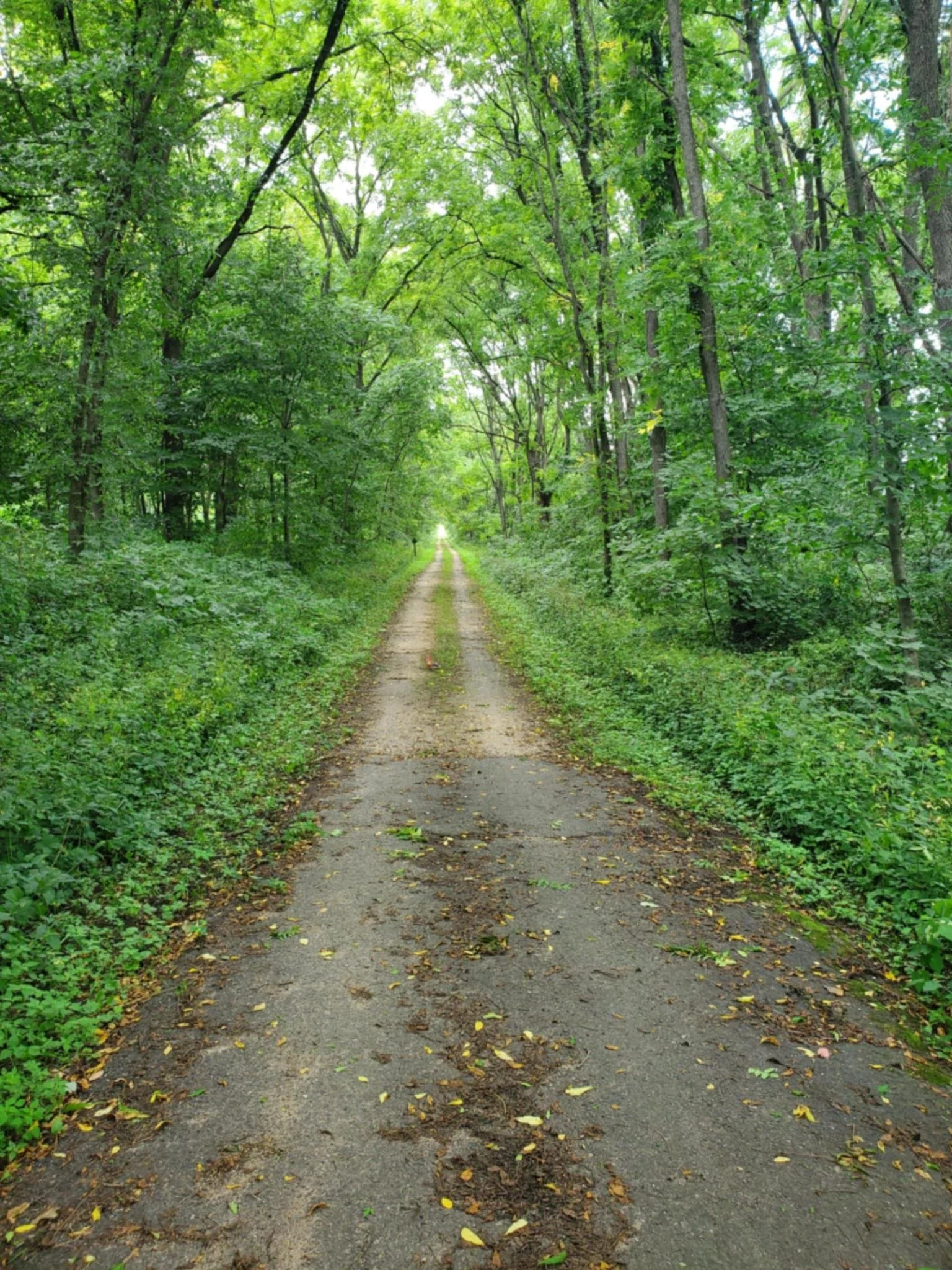 RENEWed Woman Method