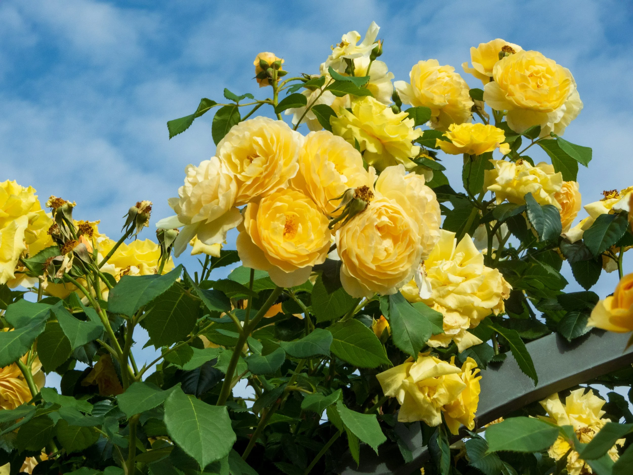 The Rose Ceremony: A First Step Into the Waldorf Academic Journey