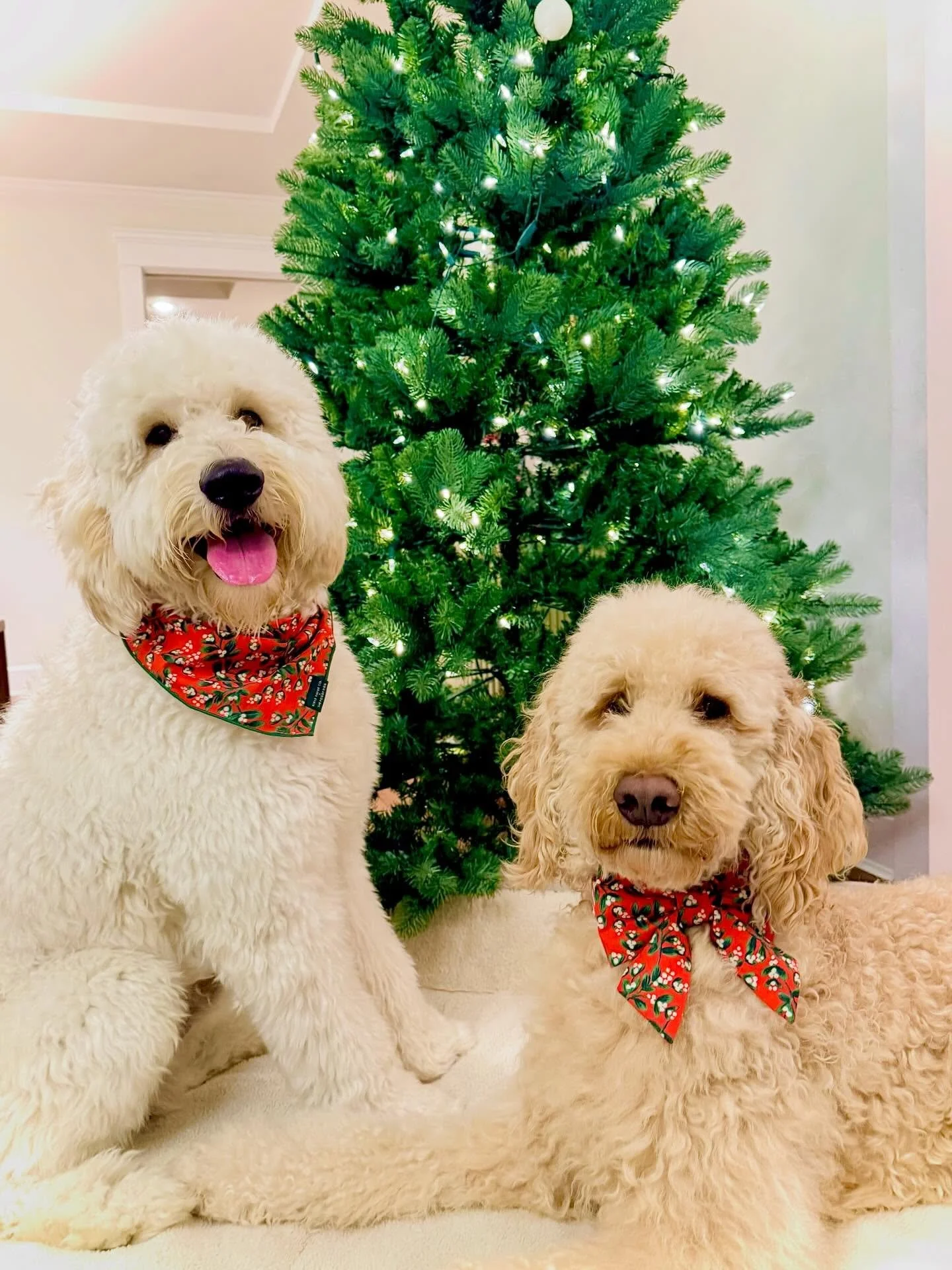 this blog post is as late as this christmas photo 🎄

kenji and millie don&rsquo;t judge.

i wrote about how quietlybold began &mdash; not as a business idea, but because i live with hearing loss and couldn&rsquo;t ignore the feeling that hearing sup