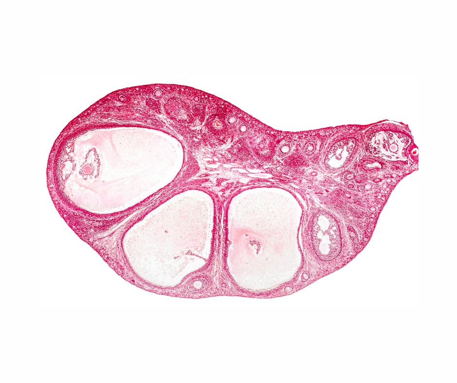 Does Low AMH Mean I Won't Be Able To Conceive Naturally?