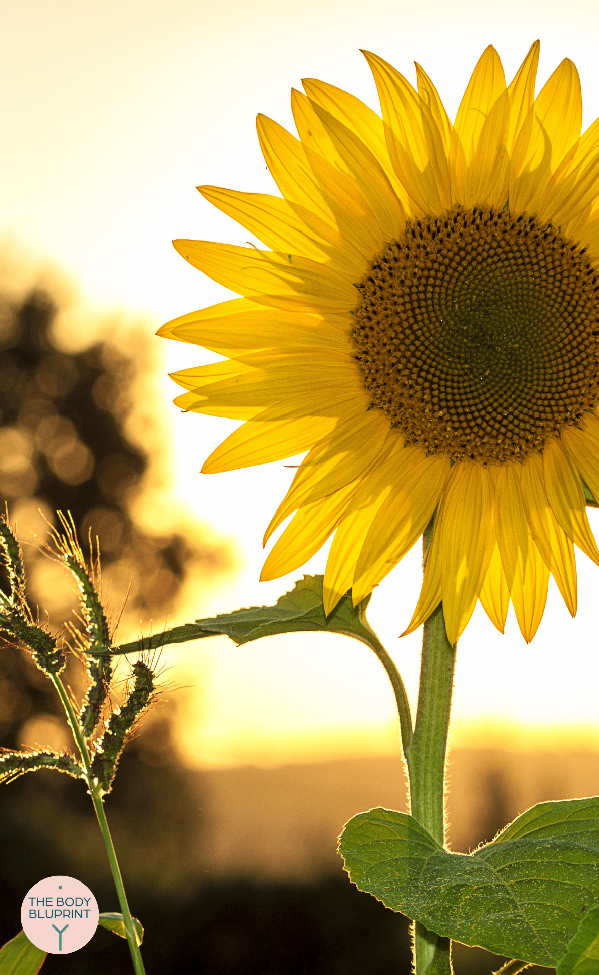 5 Daily Habits to Promote Hormone Balance