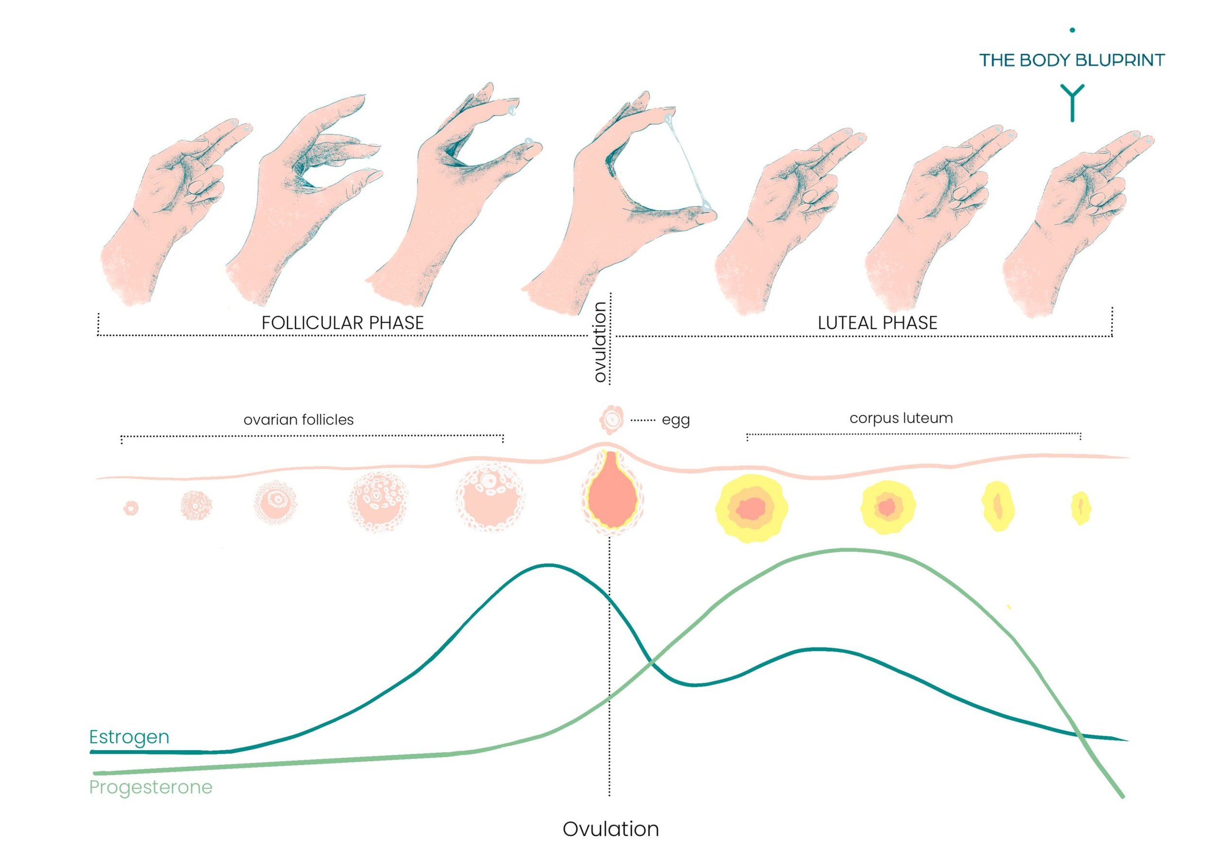 Cervical Mucus: The Secret to Knowing if You're Fertile