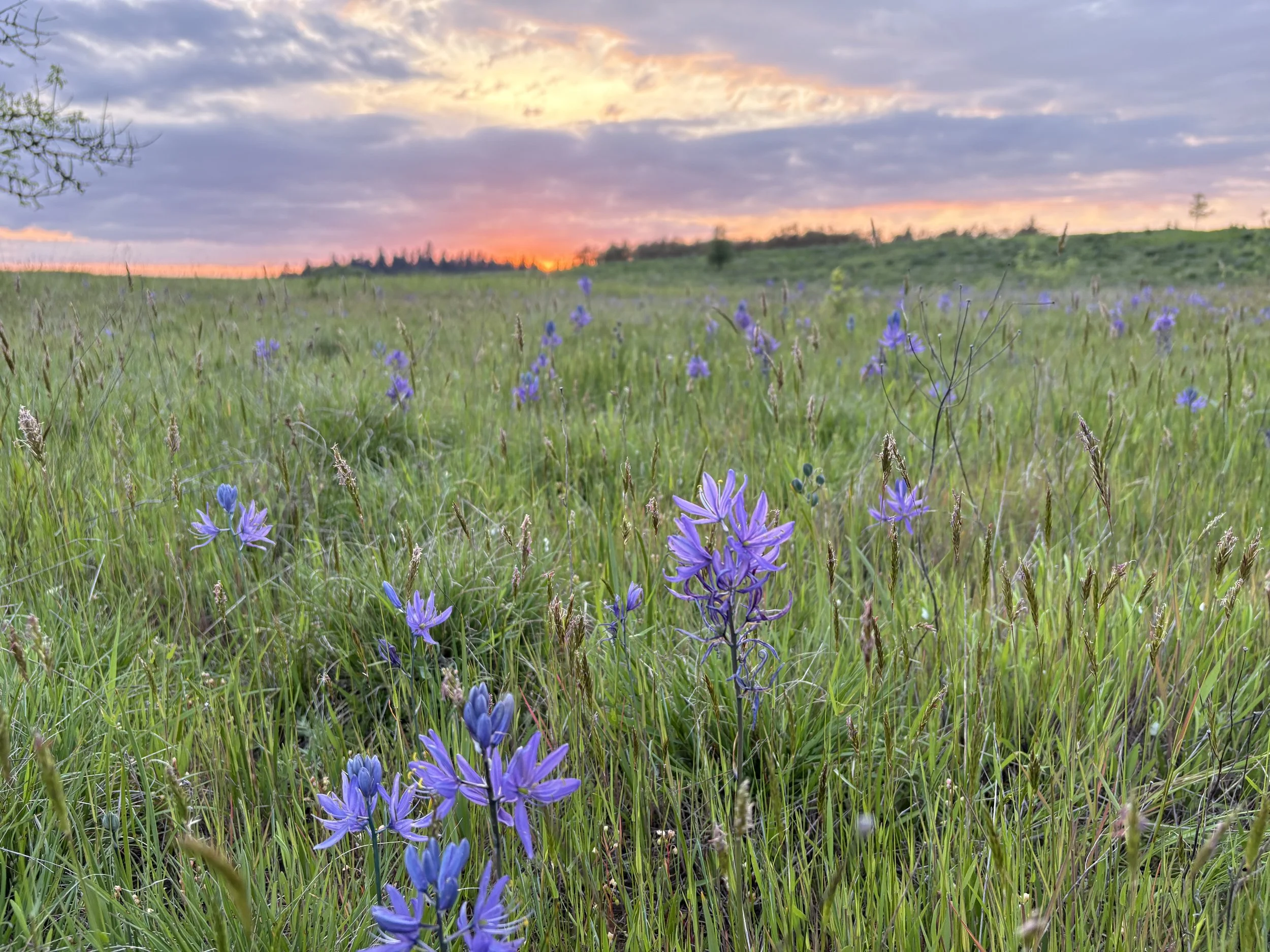 A grassy meadow with purple camas flowers, with a sunset sky filled with clouds and pink-orange hues in the background.