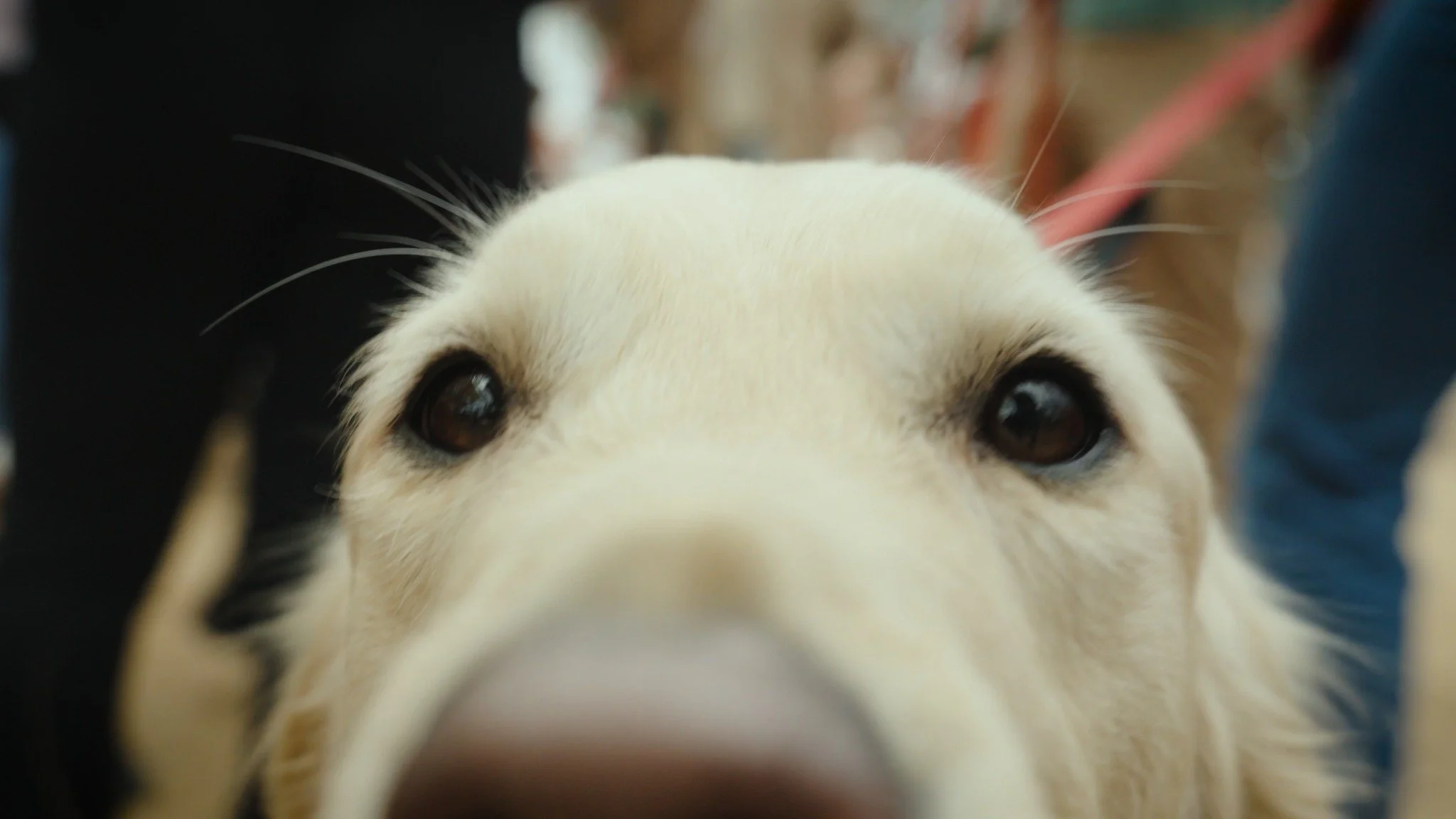 Here are some stills from an app launch event filmed for @nuzzl a few weeks back.
These furry event goers had some fun reactions to the camera!