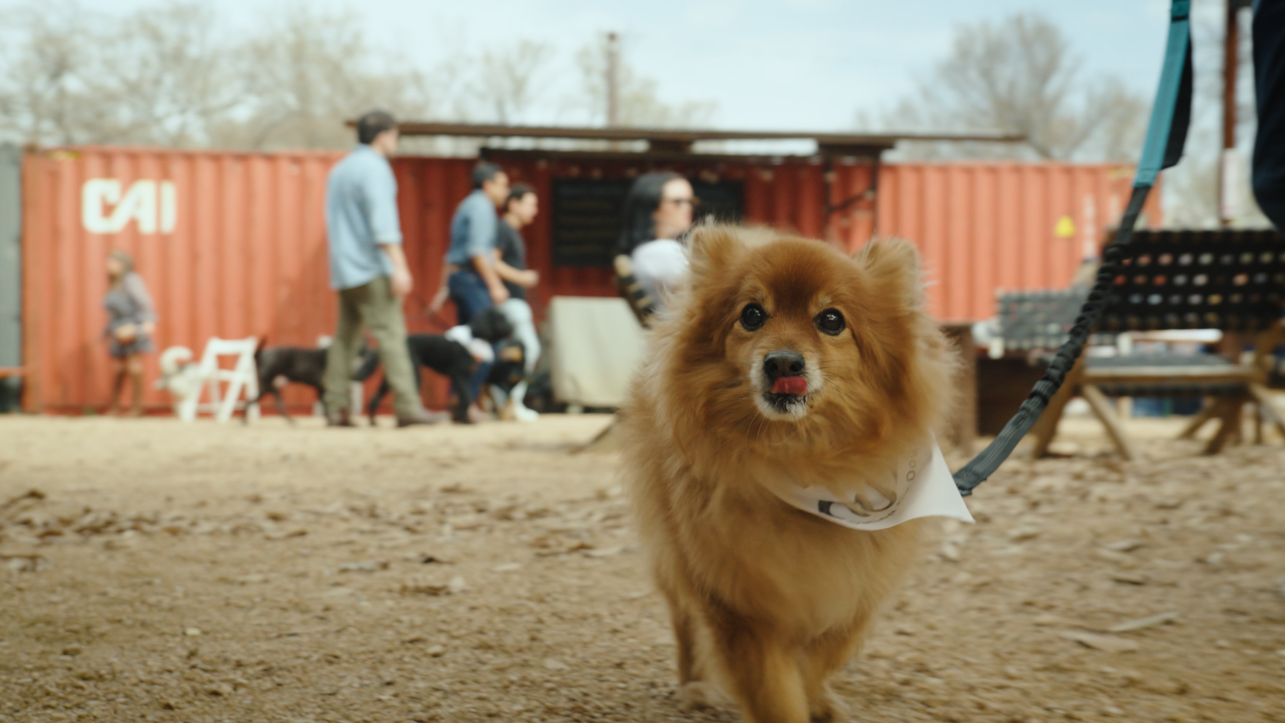 Doggo 2.png