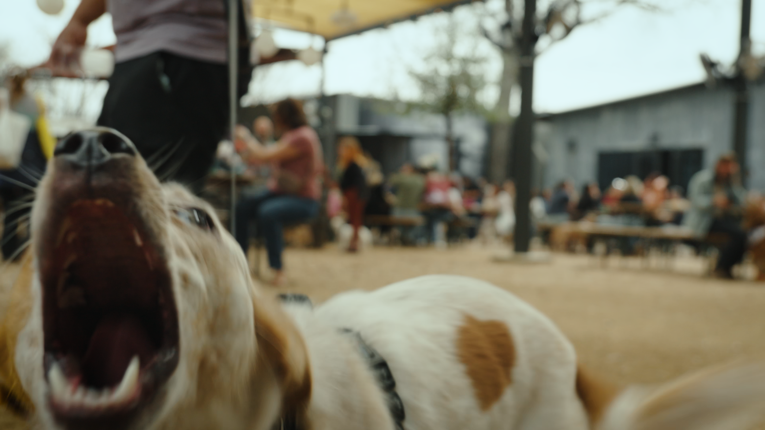 doggo 6.png
