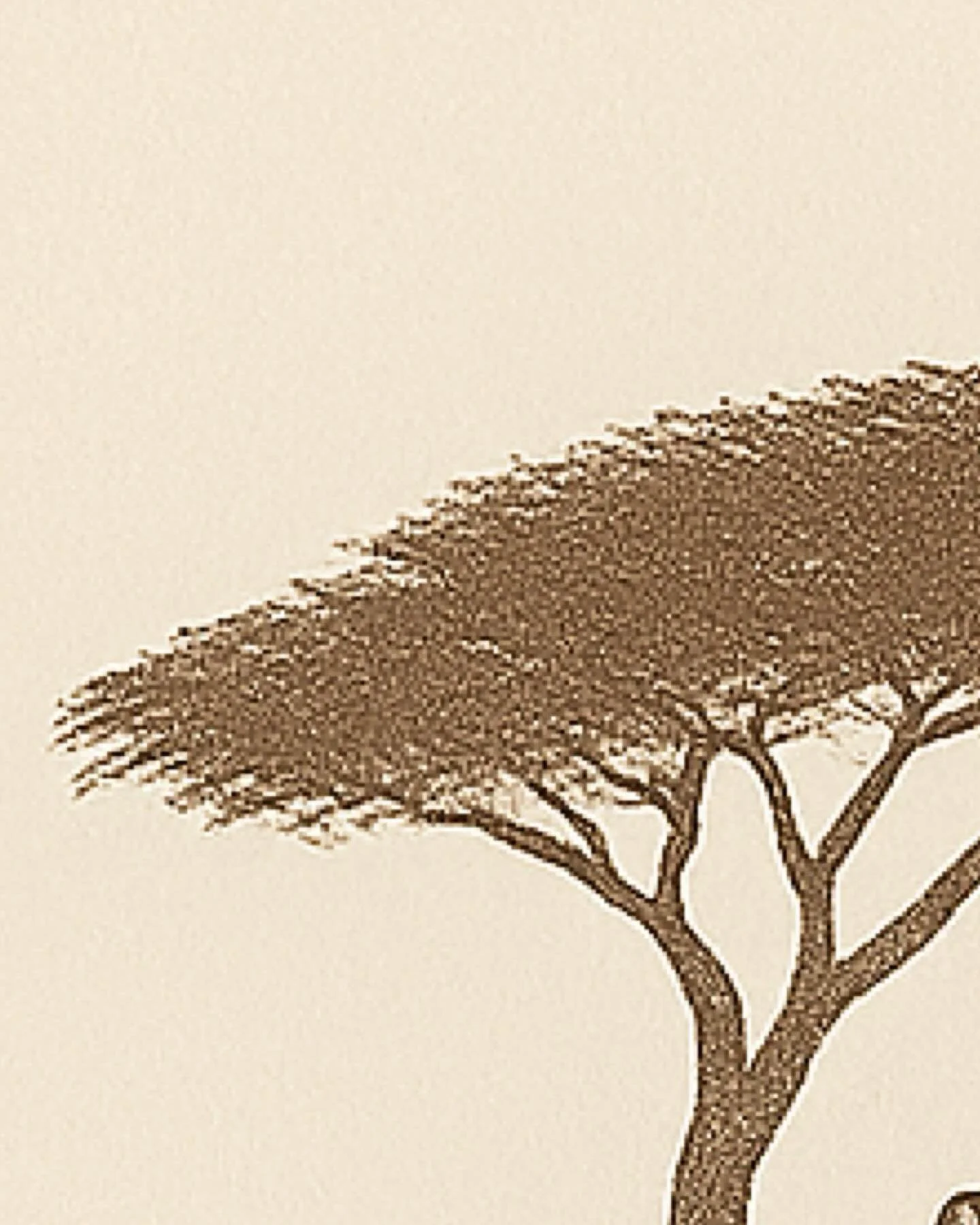 #luxurysafari #foratravel #africatravelagents #fieldtravel #sociallyresponsibletravel #foraadvisor