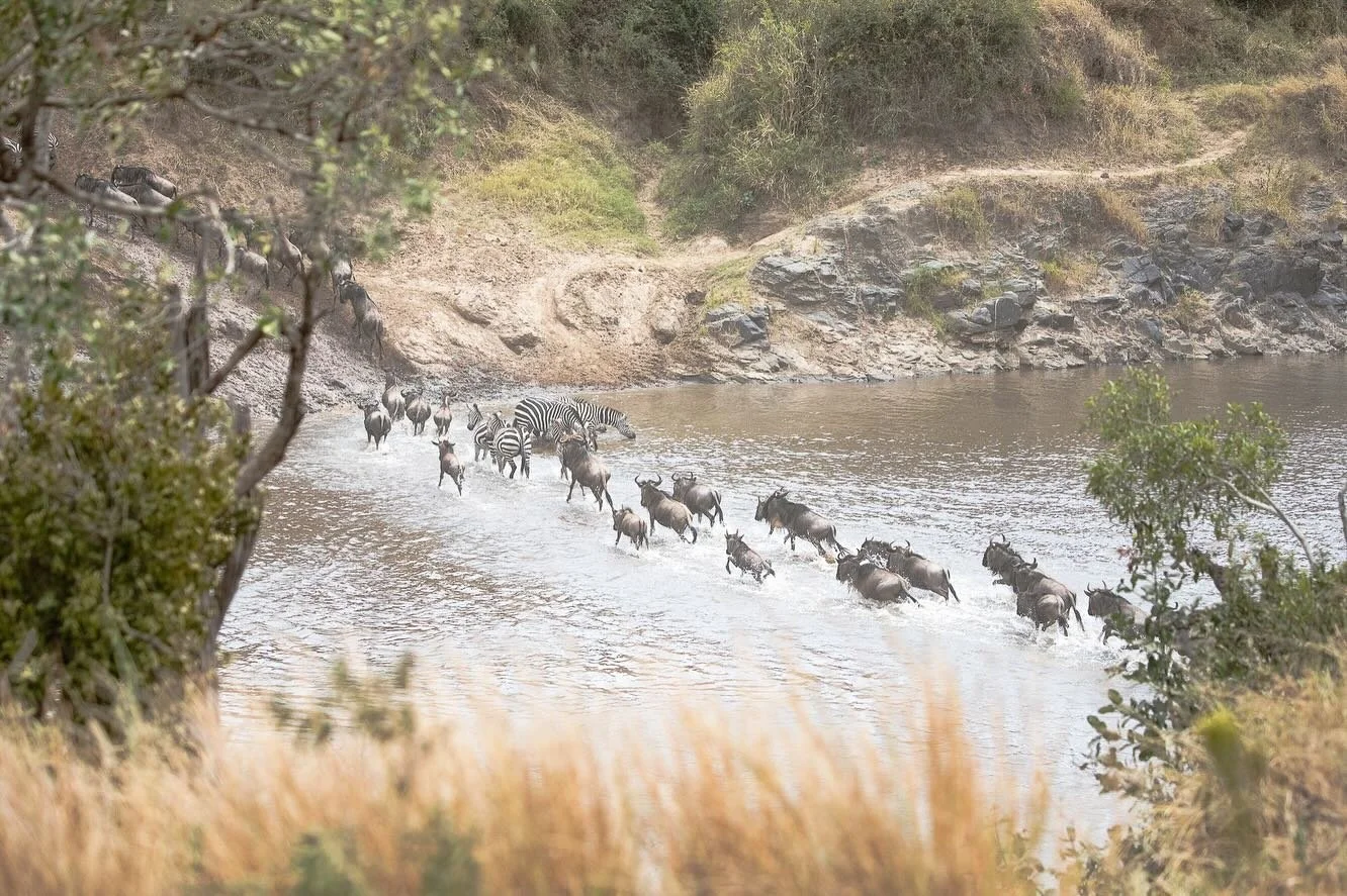 Imagine your Friday sundowner, cold drink in hand, watching one of the greatest migrations on Earth ✨

#luxurysafari #foratravel #africatravelagents #fieldtravel #sociallyresponsibletravel #foraadvisor