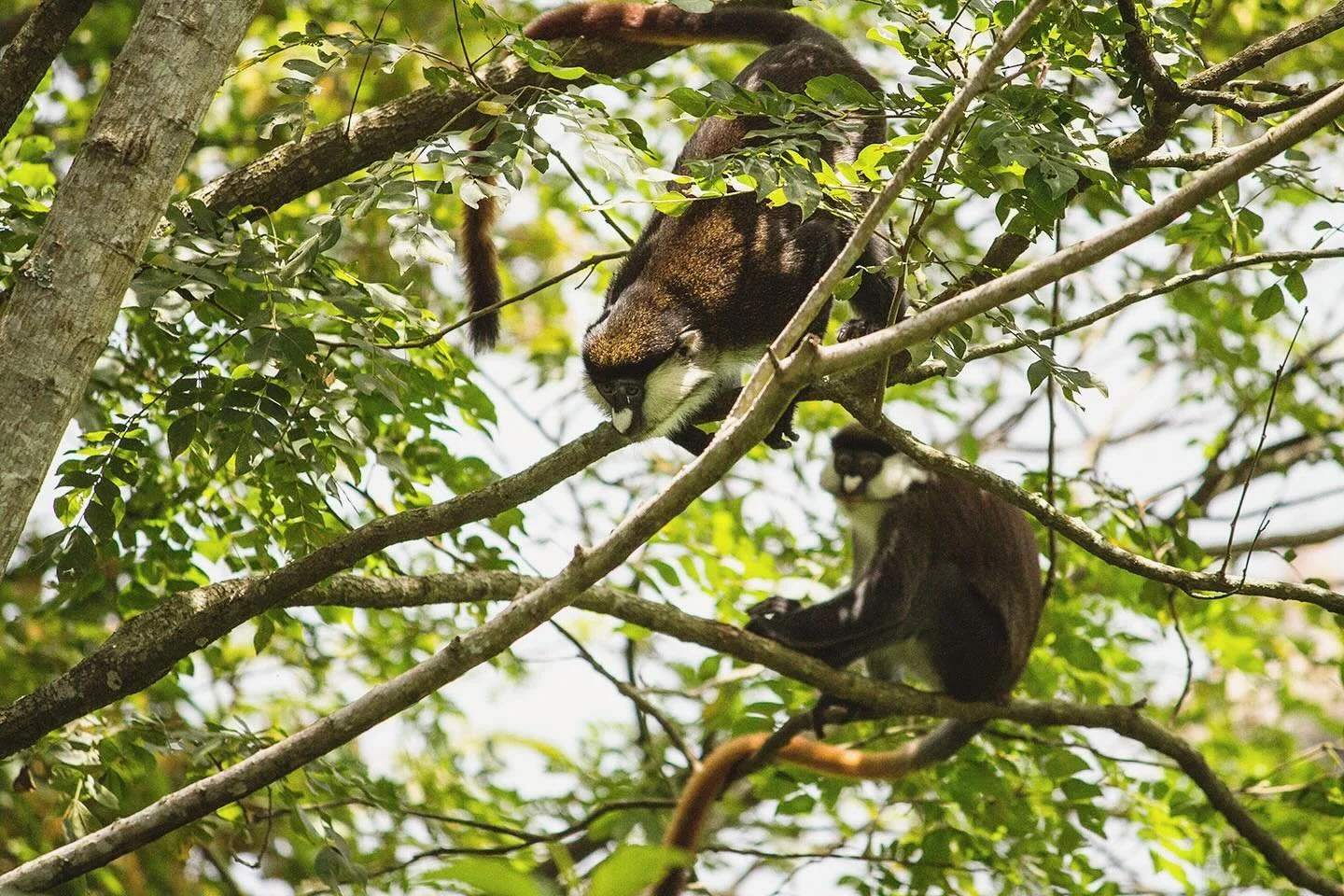 Everything is better with a friend - who&rsquo;s your adventure buddy?

#luxurysafari #foratravel #africatravelagents #fieldtravel #sociallyresponsibletravel #foraadvisor