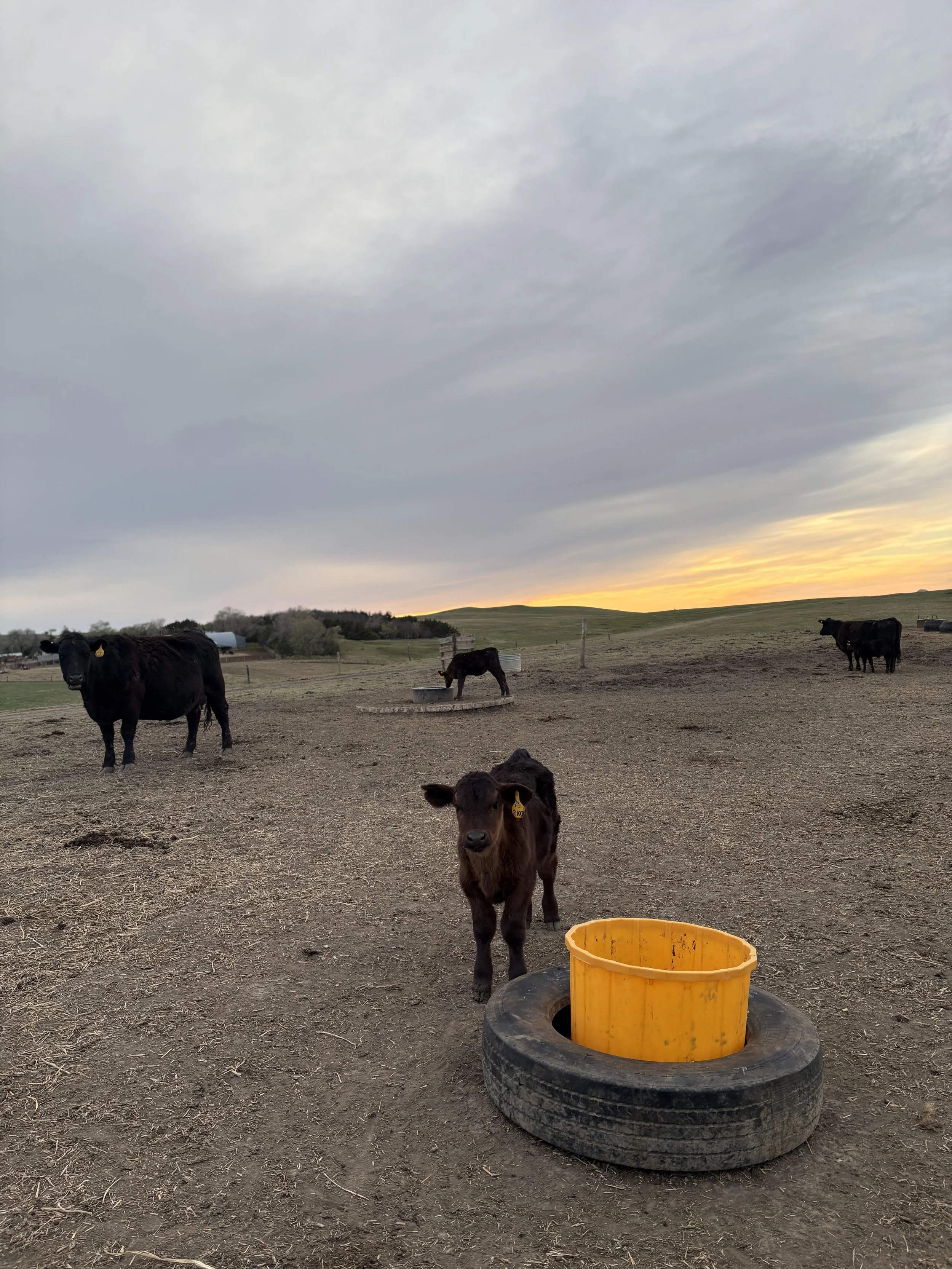 Don’t Let Dry Pastures Drain Your Herd - Put Protein Tubs to Work
