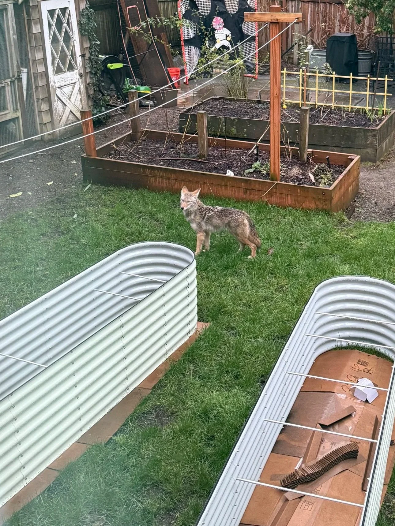 Coyote standing in the backyard grass