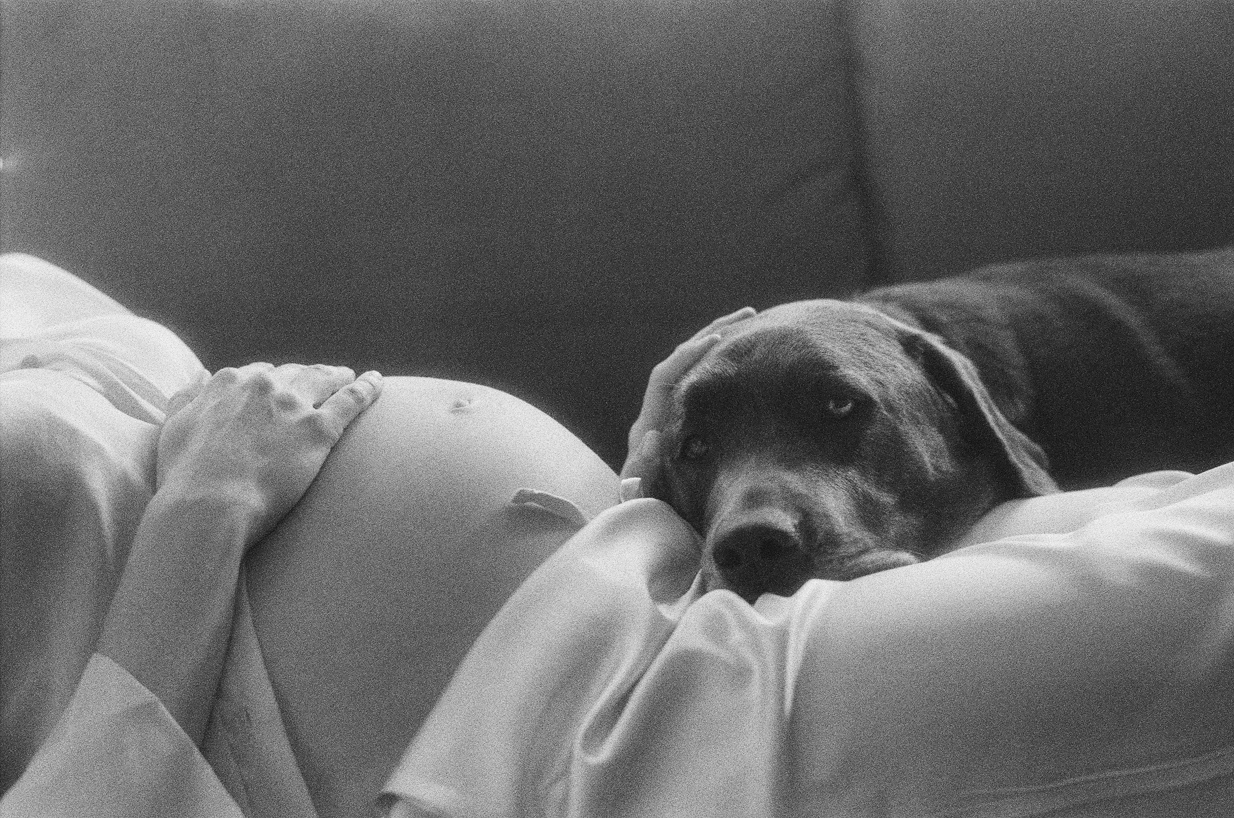 Black and white analogue maternity portrait with dog in San Francisco photographed on film.
