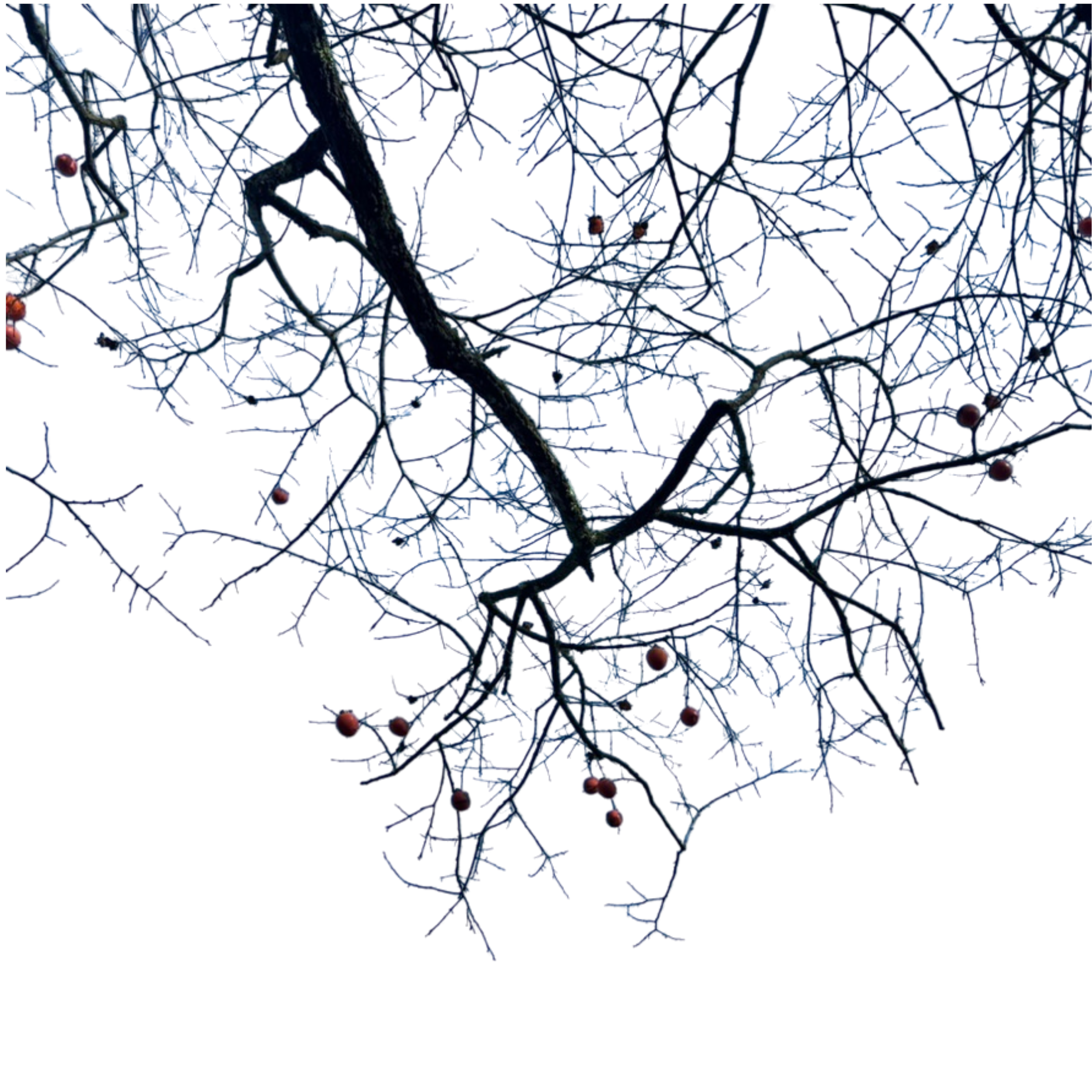 Tree branches with sparse leaves and small berries against a colorful, glitchy background.