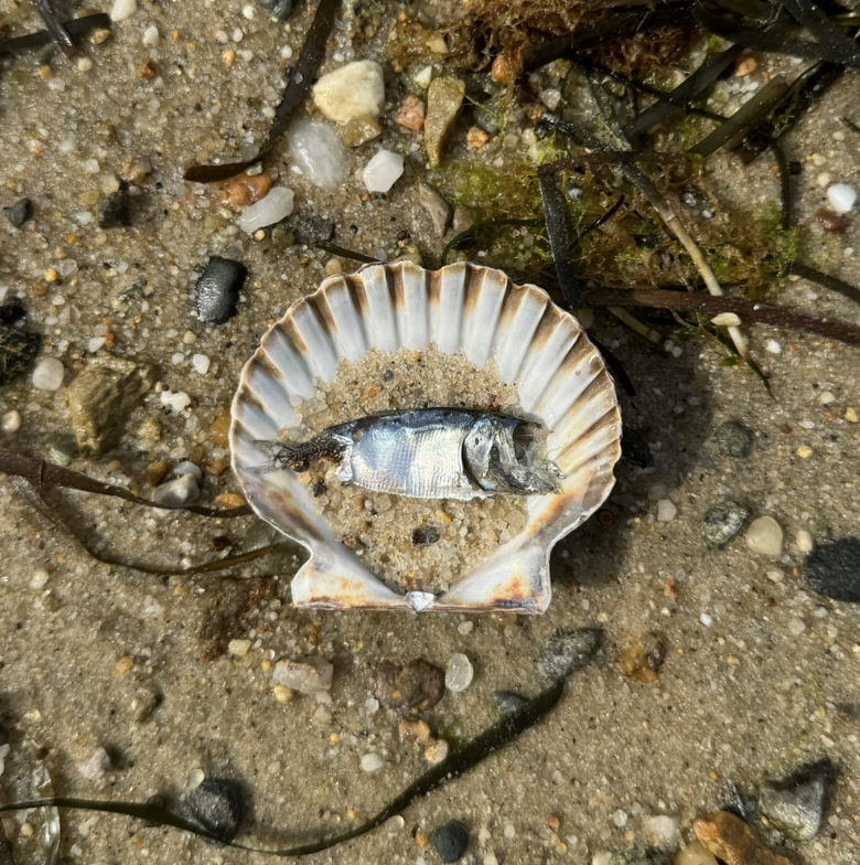 A small fish lying inside a seashell on sandy shore with small rocks and seaweed.
