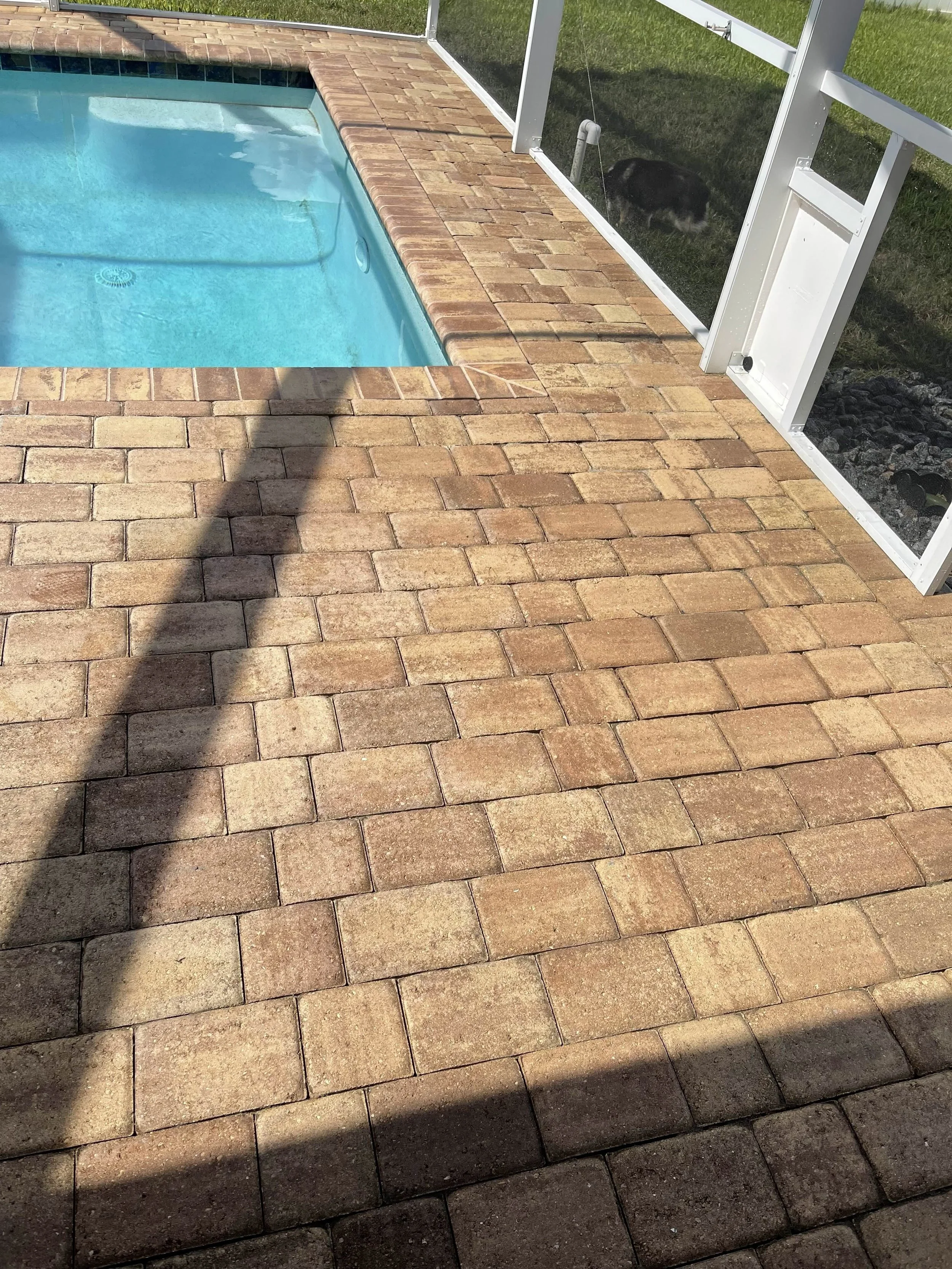 View of a swimming pool with surrounding brick patio, enclosed by a white screen, with a small black and white dog outside on the grass.