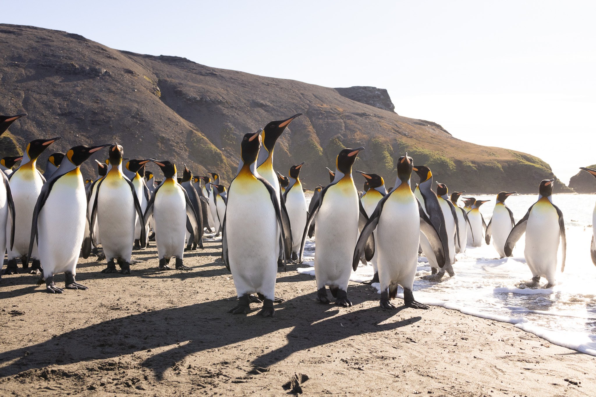 St Andrews Bay, South Georgia: Landing Among King Penguins and Elephant Seals