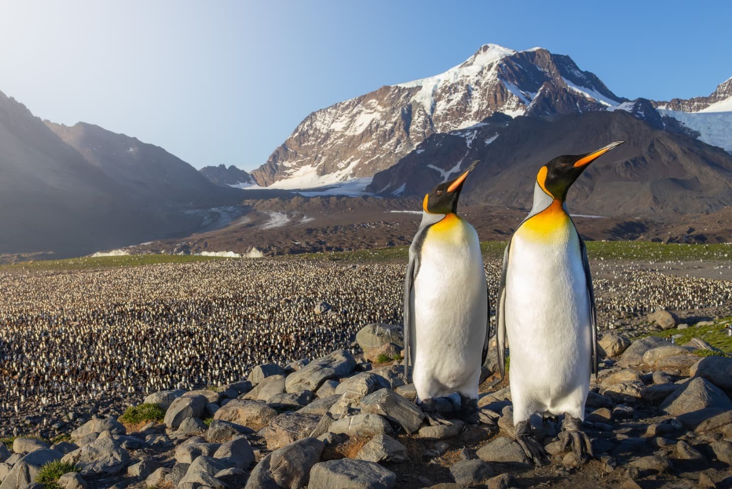 Two king penguins stand above their kingdom, where almost 250,000 penguins go about their daily lives in the big city of St Andrews Bay.
Shot on Canon R5, RF100-500mm and RF35mm
#bbcwildlifepotd #natgeoyourshot #EarthCapture #birds_captures #wildlife