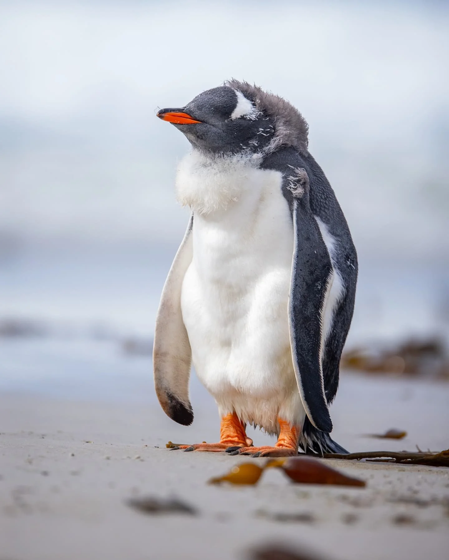 When you order wings in XL, but you're still a size S.
Gentoo penguin chick still has some growing to do.
Shot on canonr5 and RF100-500mm 
#natgeoyourshot #naturephotography #penguin #gentoopenguin #bbcwildlifepotd #birdphotography #bird_brilliance #