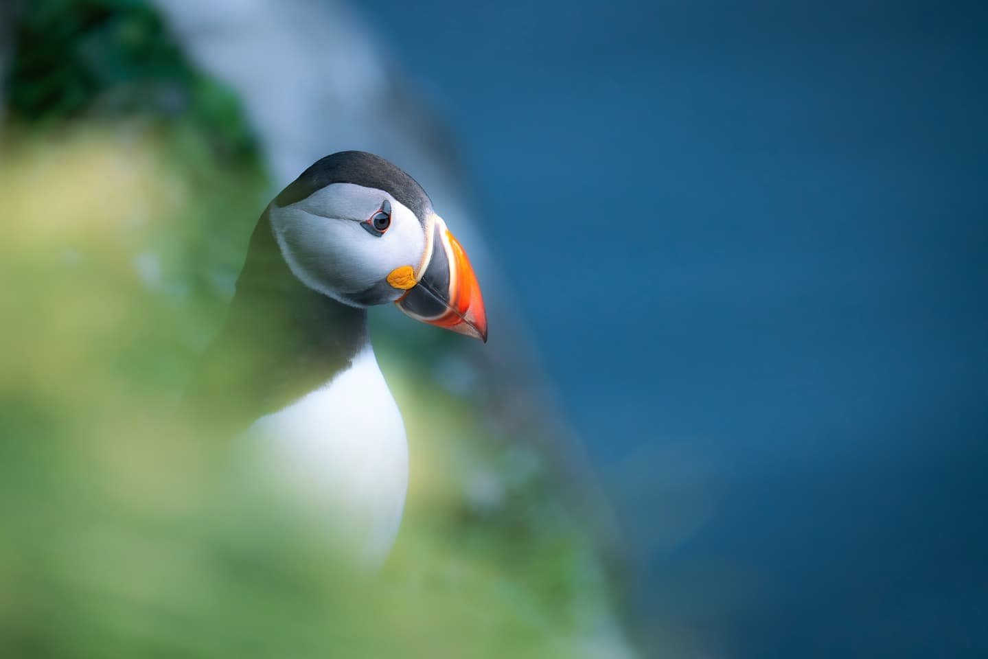 Like a scene from a dream: golden air, quiet cliffs, and puffins. Atlantic puffins in North Iceland.
#natgeoyourshot #bbcwildlifepotd #birdphotography #bird_brilliance #puffin #wildlifephotography #guidetoiceland