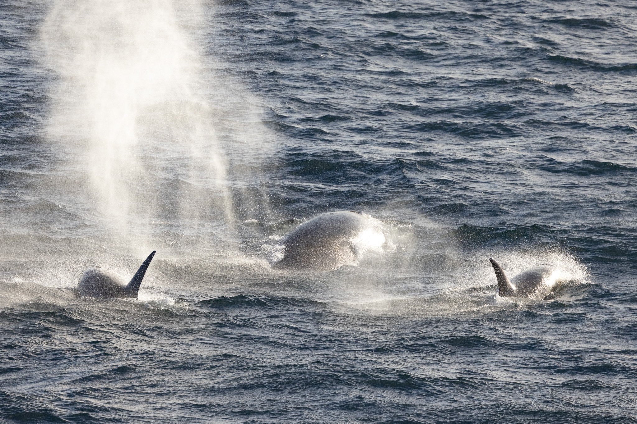 Orcas vs Fin whale
