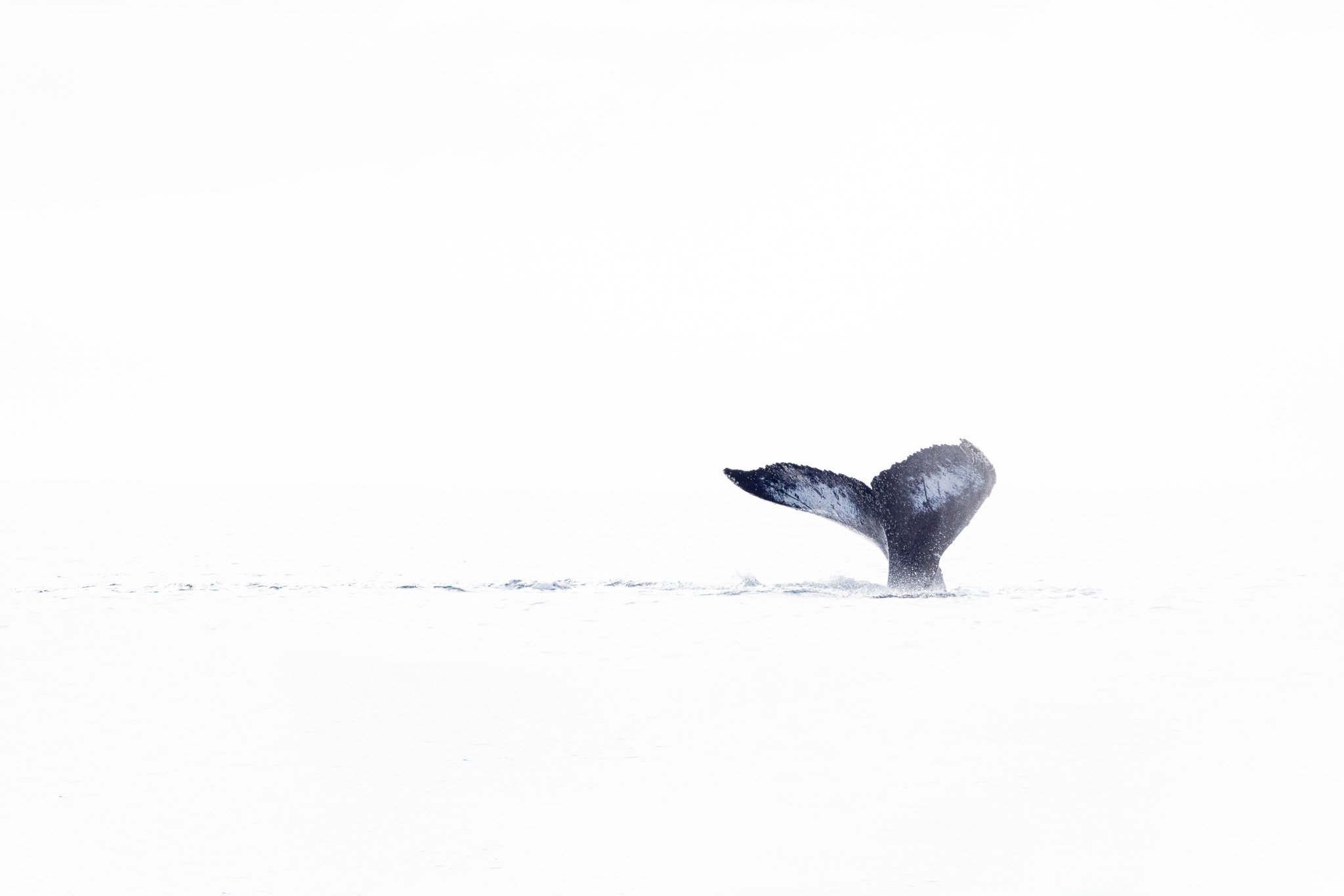 Whales from the kitchen