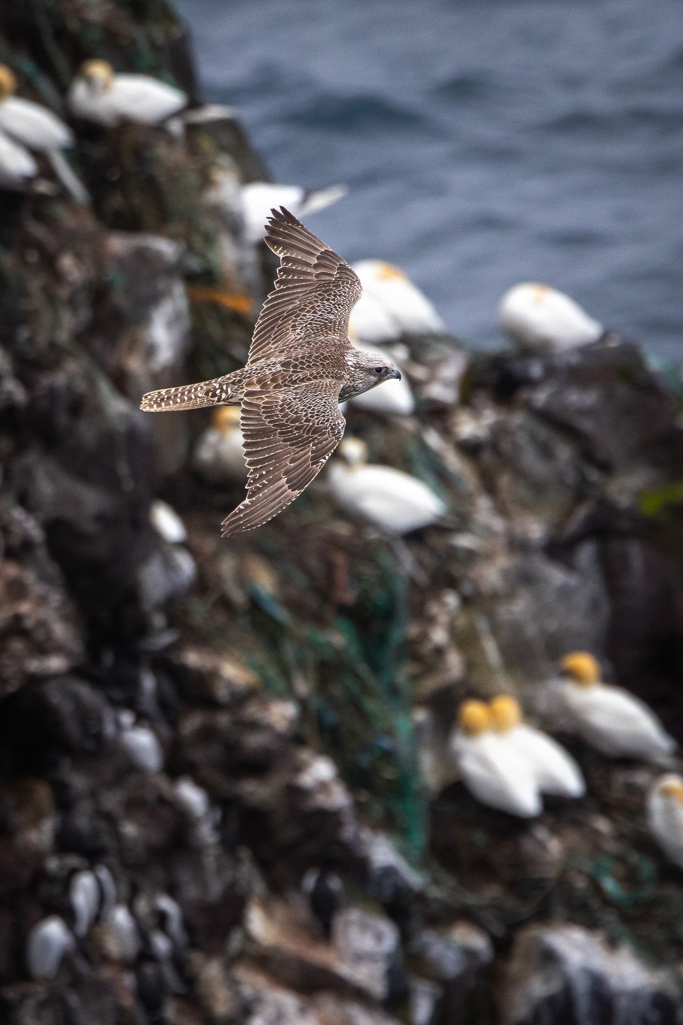 Gyrfalcons galore