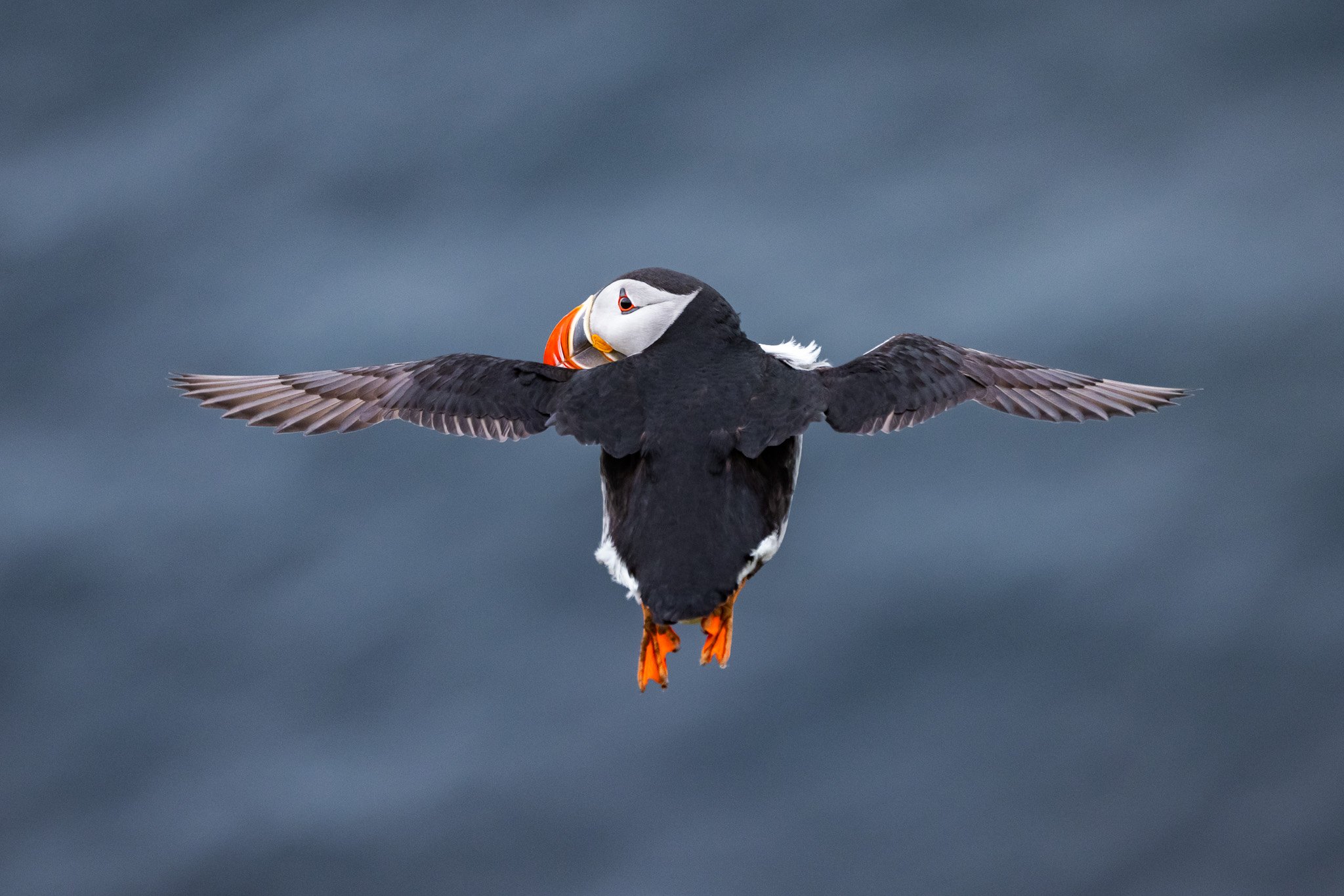 Puffin flight