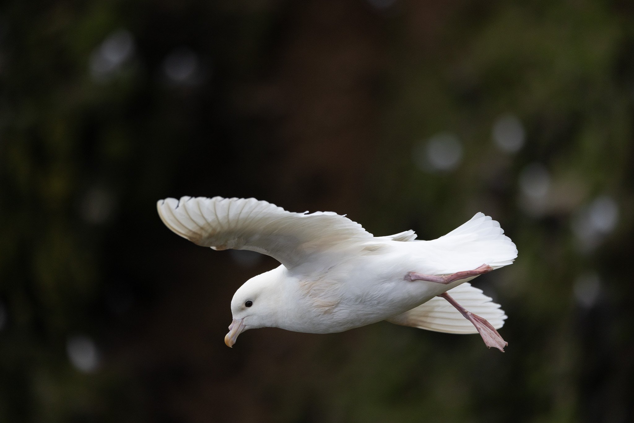 The White Fulmar
