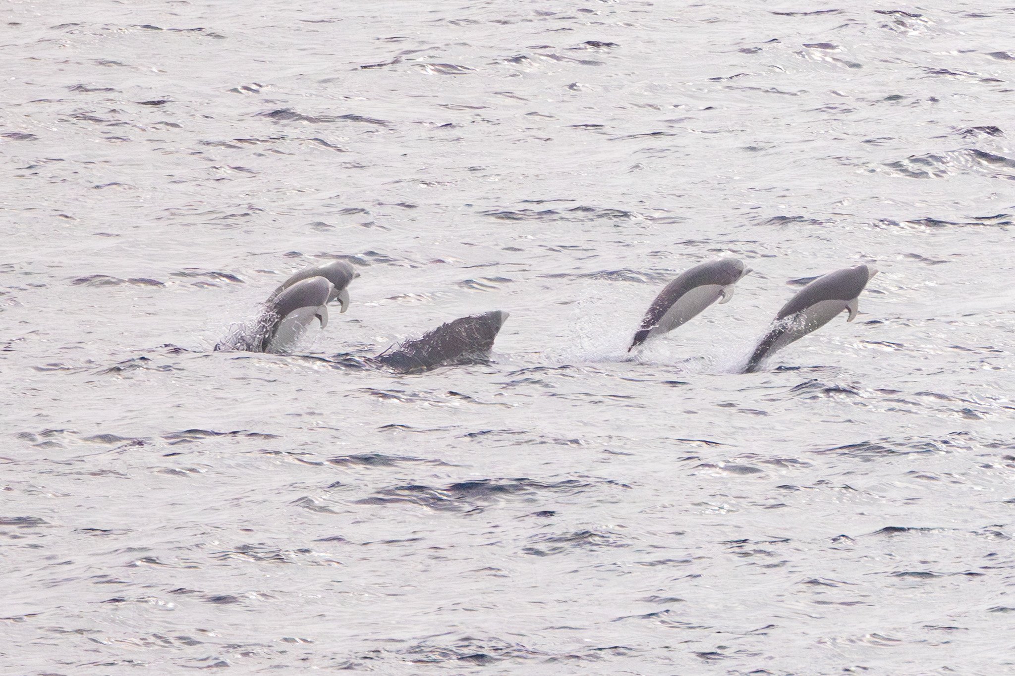 A Fleeting Glimpse of Southern Right Whale Dolphins