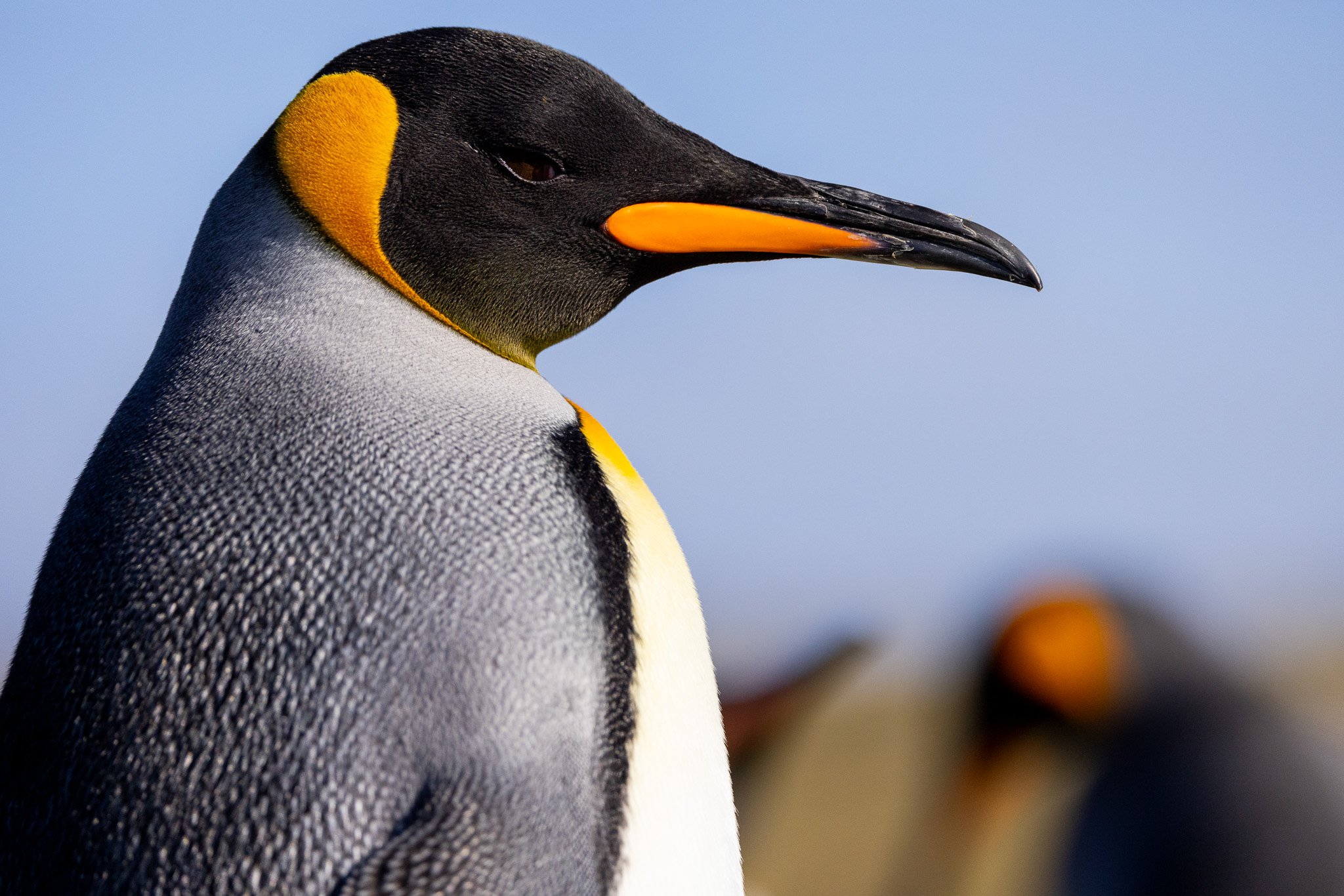Meet the King Penguin of the Falkland Islands