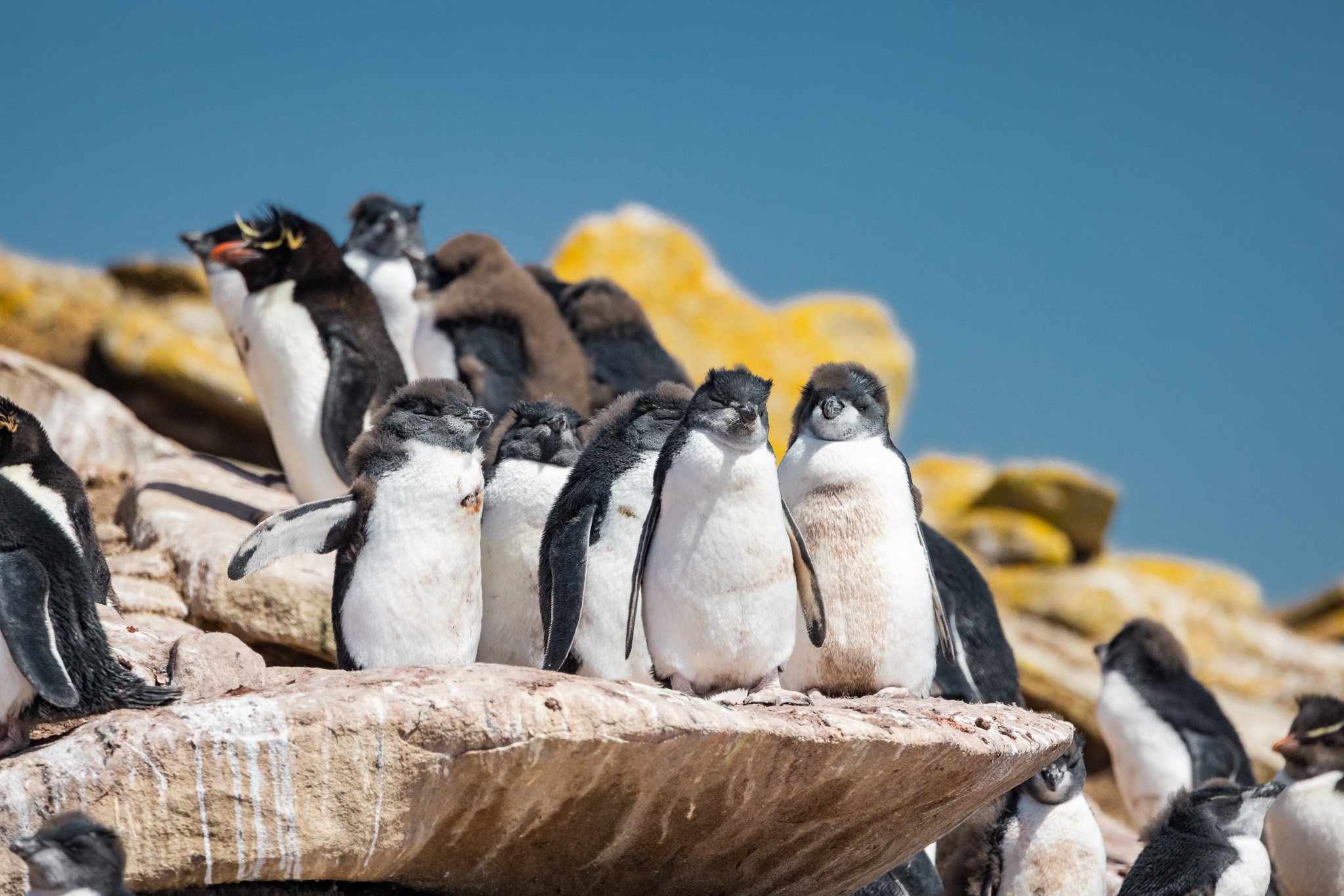 Meet the Southern Rockhopper Penguin
