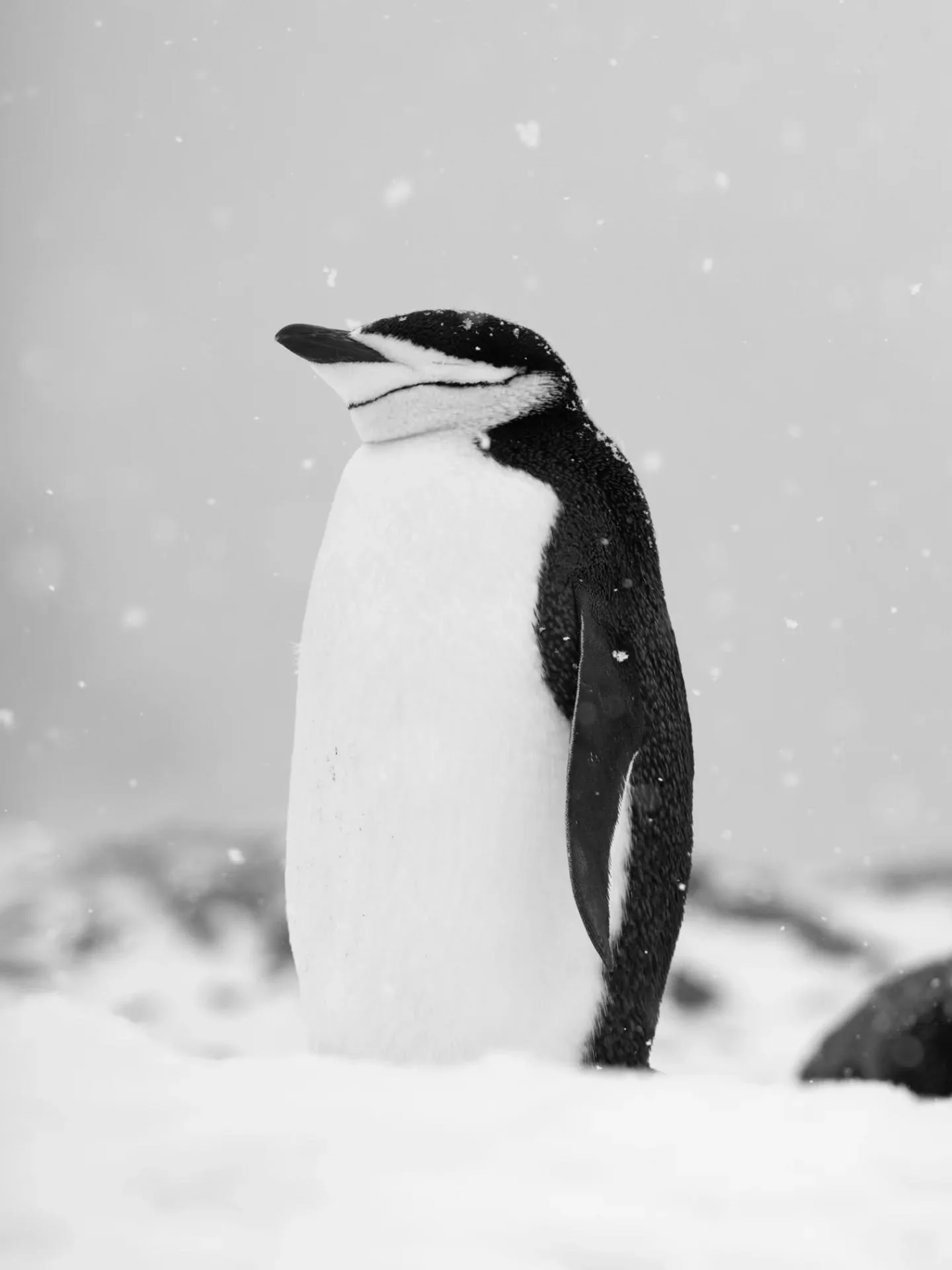 Waddles, bergs, flukes and blubber! 
Little scenes from the first days in the Antarctic this season ✨️🇦🇶
SO good to be back! 

#antarctica #wildlifephotography