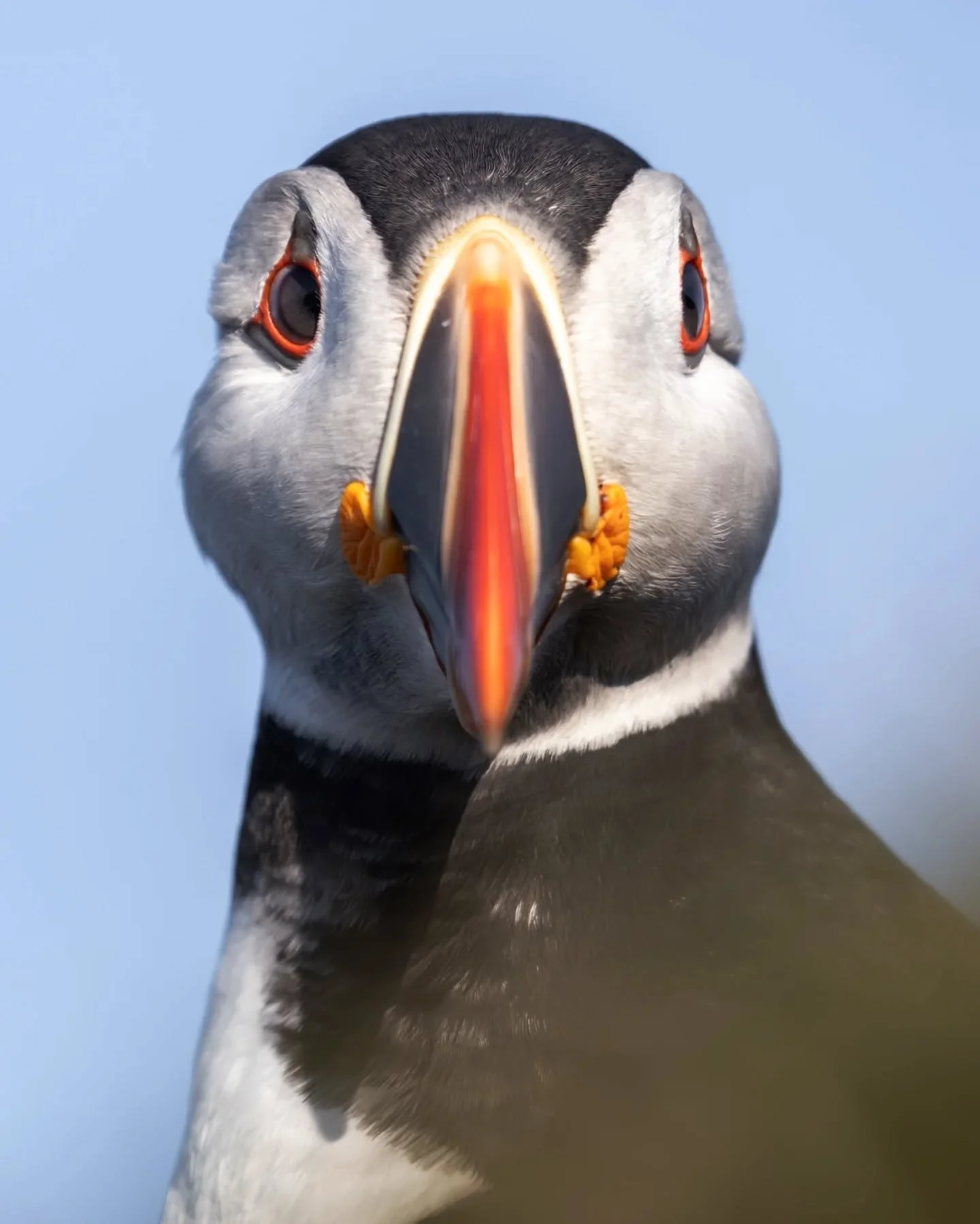 It's that time of the year! 🐥 Puffins and other seabirds have returned from their winter travels and are now very busy bonding, socializing and settling down on the shores.

It's so exciting to step outside of the house and hear the buzz from all th