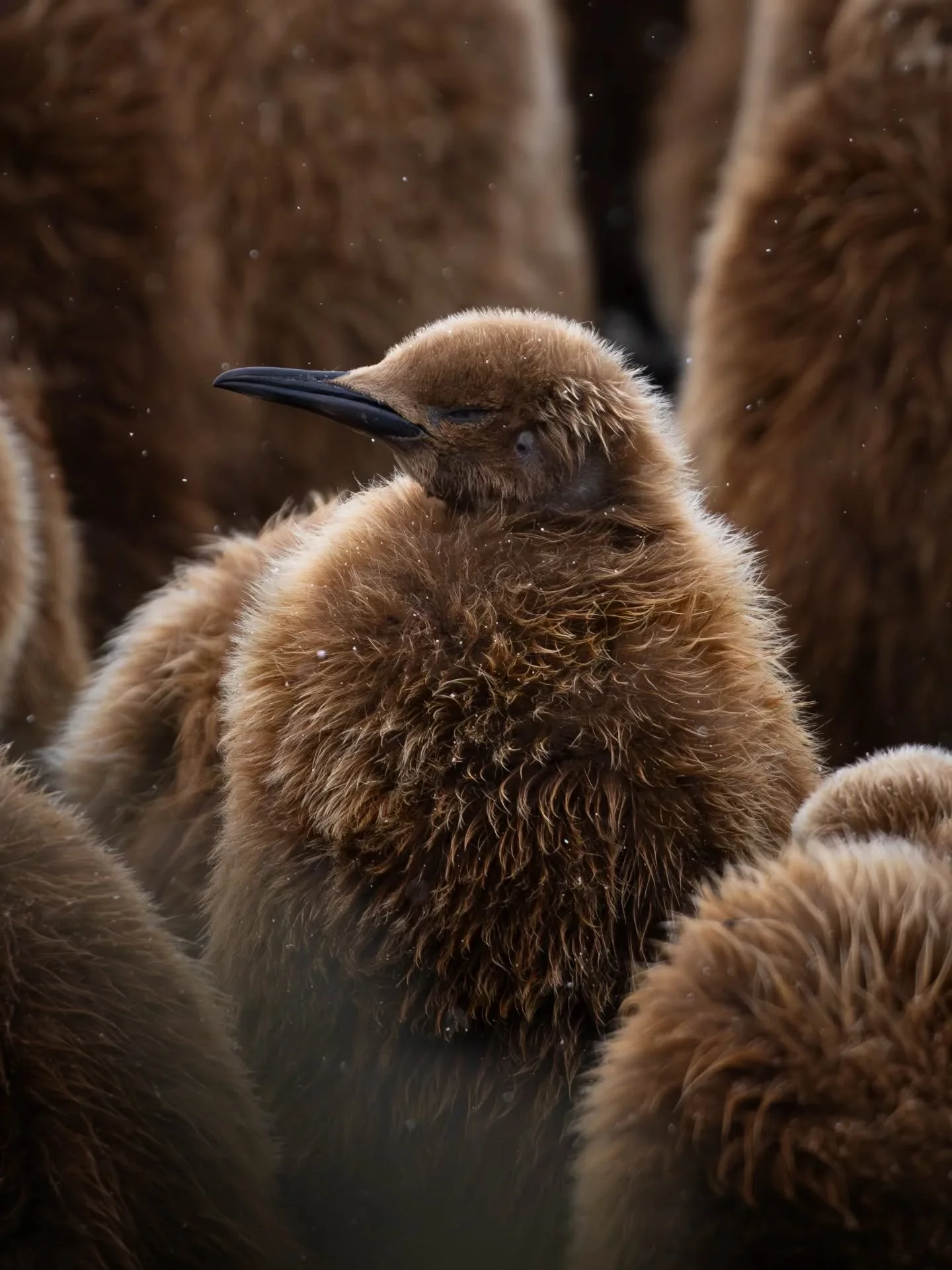 Salisbury Plain ✨️ South Georgia

Chaos, life, dirt, light and many, many many king penguins 🐧✨️

And a pintail knee-deep in the mud that made my day too 🦆

#southgeorgia #wildlifephotography