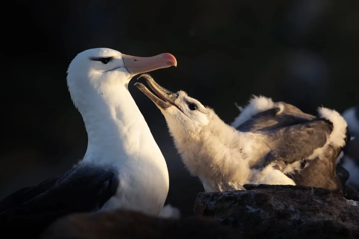 It's World Albatross Day! ✨️🌊 thinking of some beautiful moments with them down South, and that every single one of these birds is now soaring the ocean, for months, living on the wing

#worldalbatrossday #albatross #wildlife
#wildlifephotography #s