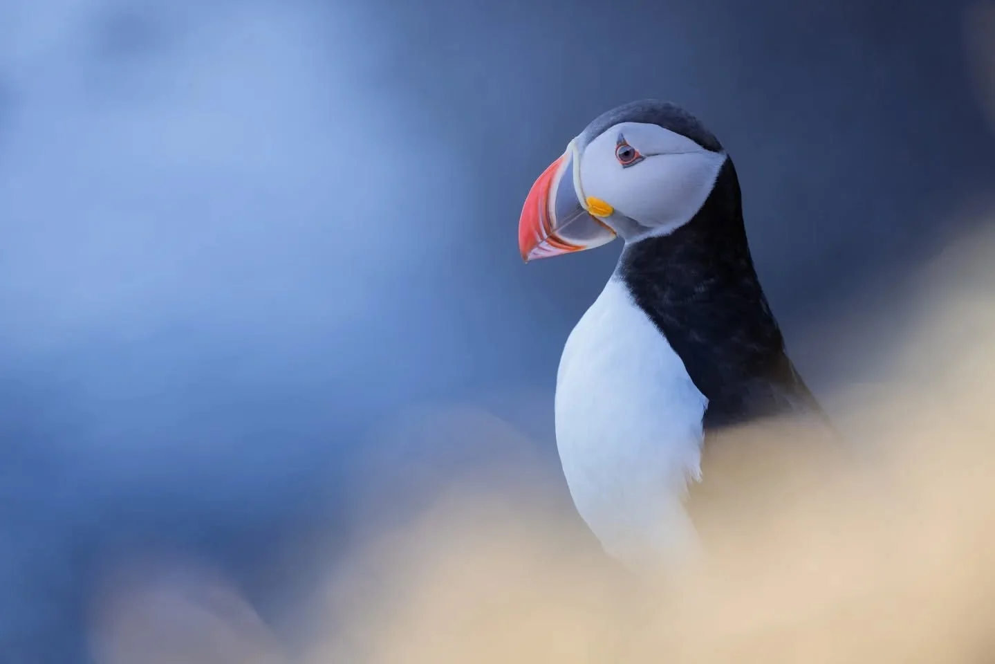Playing with light ✨️ 

These 3 photos were taken from almost the same position, but pointing in different directions and using the waves on the background to change the brightness. Which one do you like the most?

Choosing puffins today for Iceland'