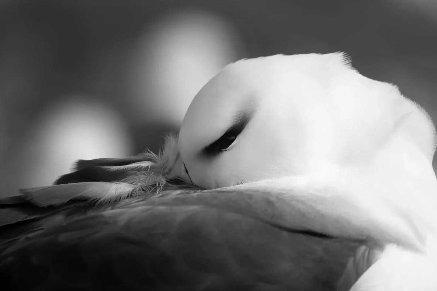Black-browed albatross in black and white 🖤 

#albatross #blackbrowedalbatross #falklandislands #wildlifeig #wildlifeplanet #untoldwildlife #canonphotography #canoneosr5 #canonnordic #natgeoyourshotourhome #natgeoyourshot #bbcwildlife
