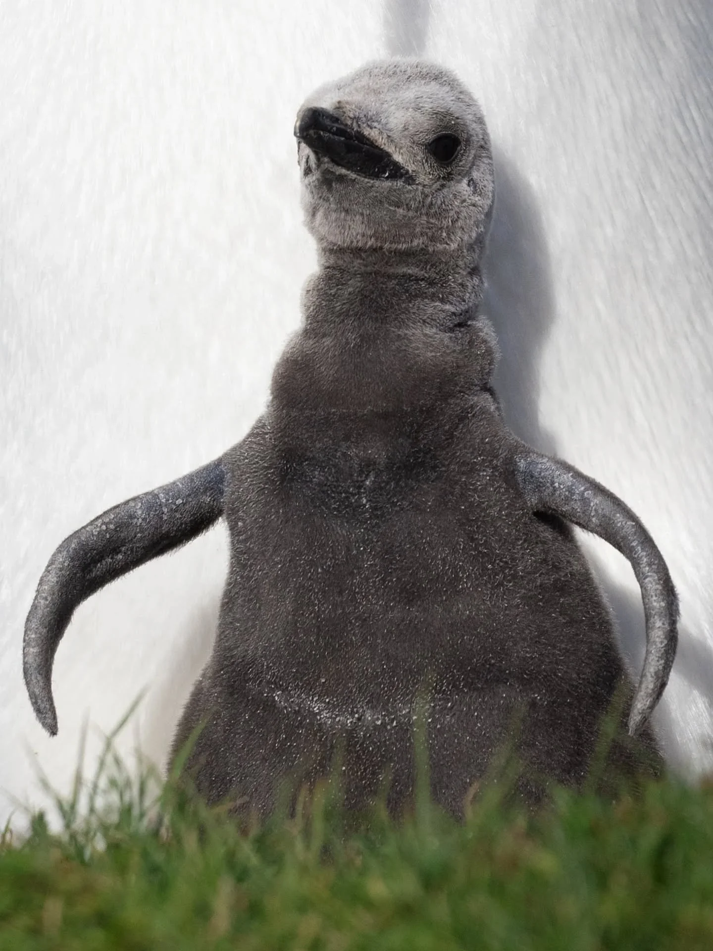 Do you recognize this chick? 🥹 king penguins do not hatch dressed in their regal and colourful plumage. They are born almost naked and they rely on the protection of their parents for a few weeks. So adorable!

#kingpenguin #penguins #falklandisland