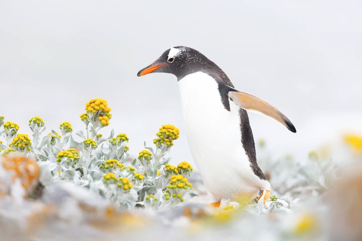 We don't often think of penguins walking through a field of flowers, do we? 😄 I live the pop of color that the sea cabbage and lichens add across the shores of the Falklands 🏵 these are extremely adapted to the harsh environment, with its roaring w